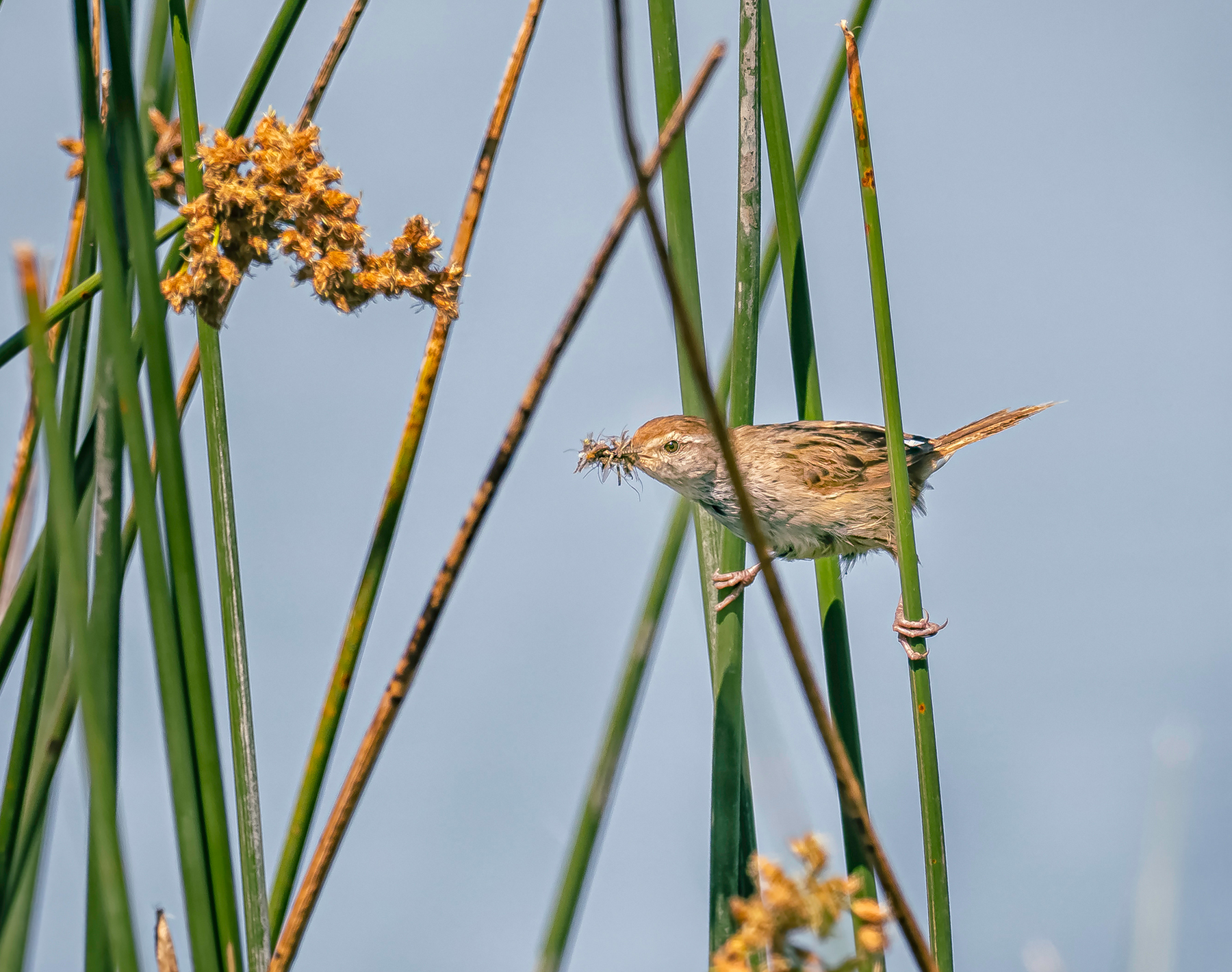 Little Grassbird (Image ID 47244)