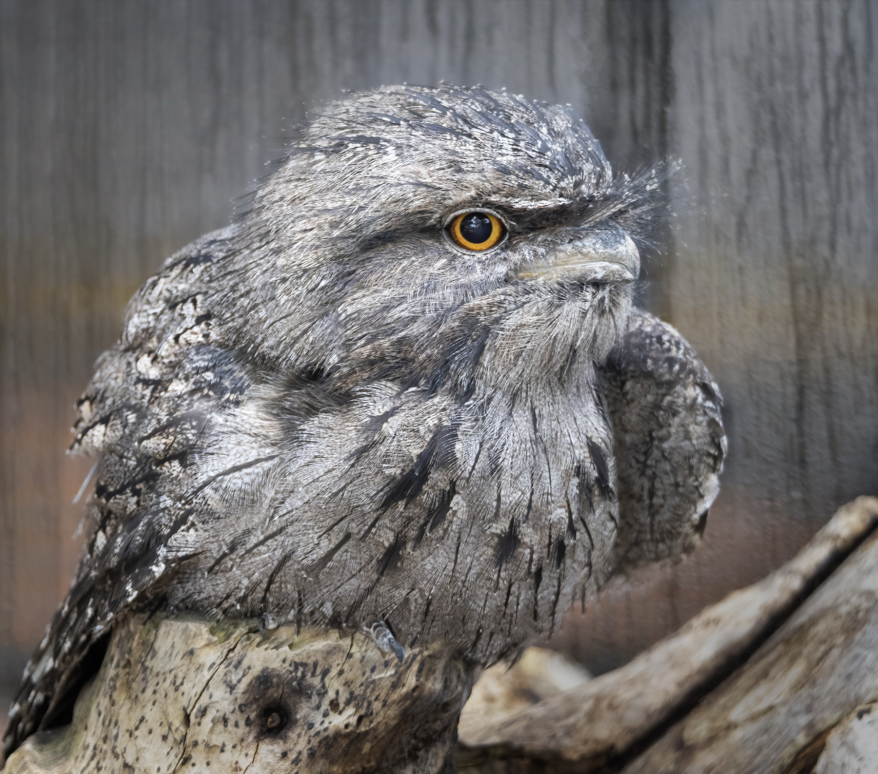 Tawny Frogmouth (Image ID 47052)