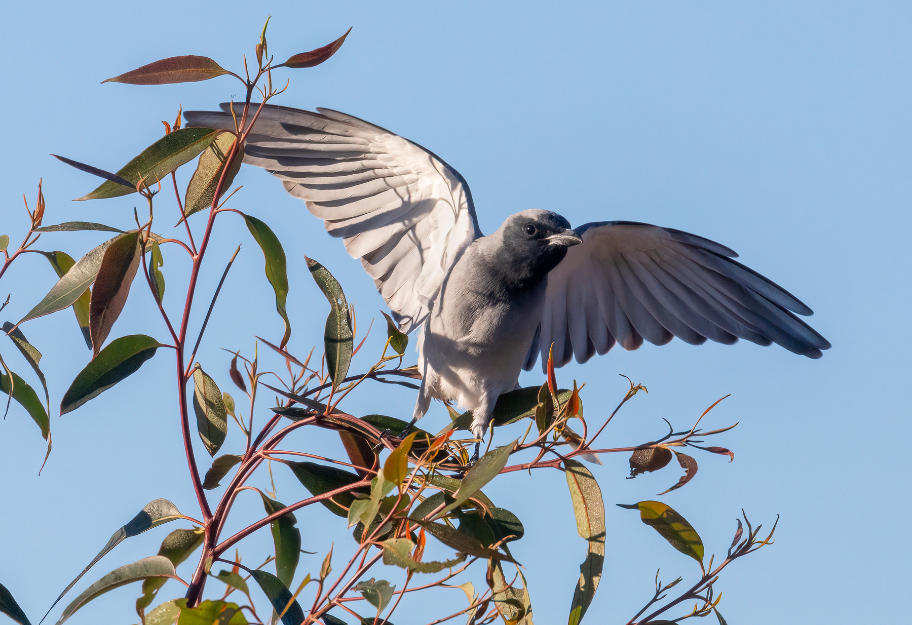 Black-faced Cuckoo-shrike (Image ID 47128)