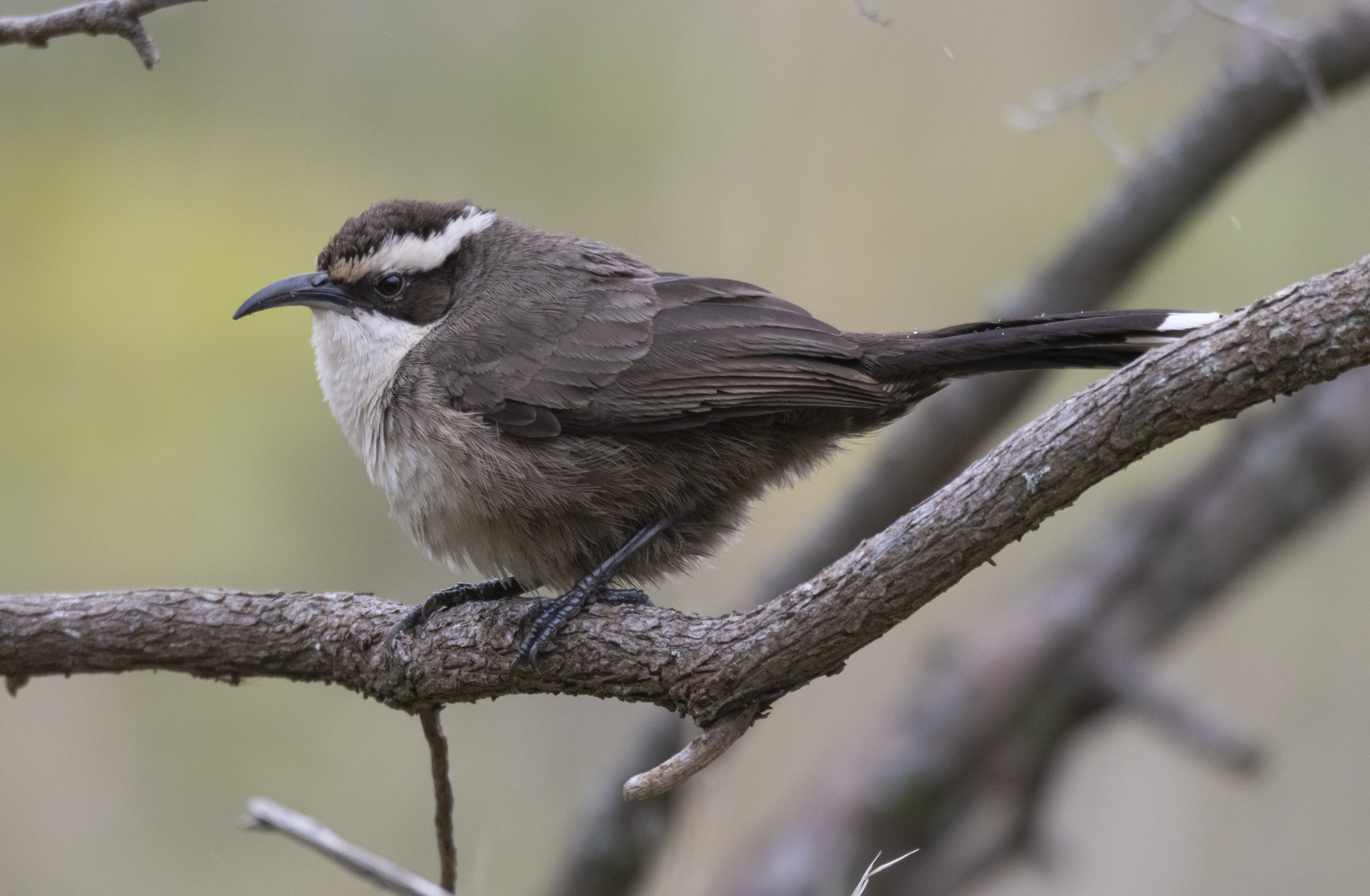 White-browed Babbler (Image ID 47069)