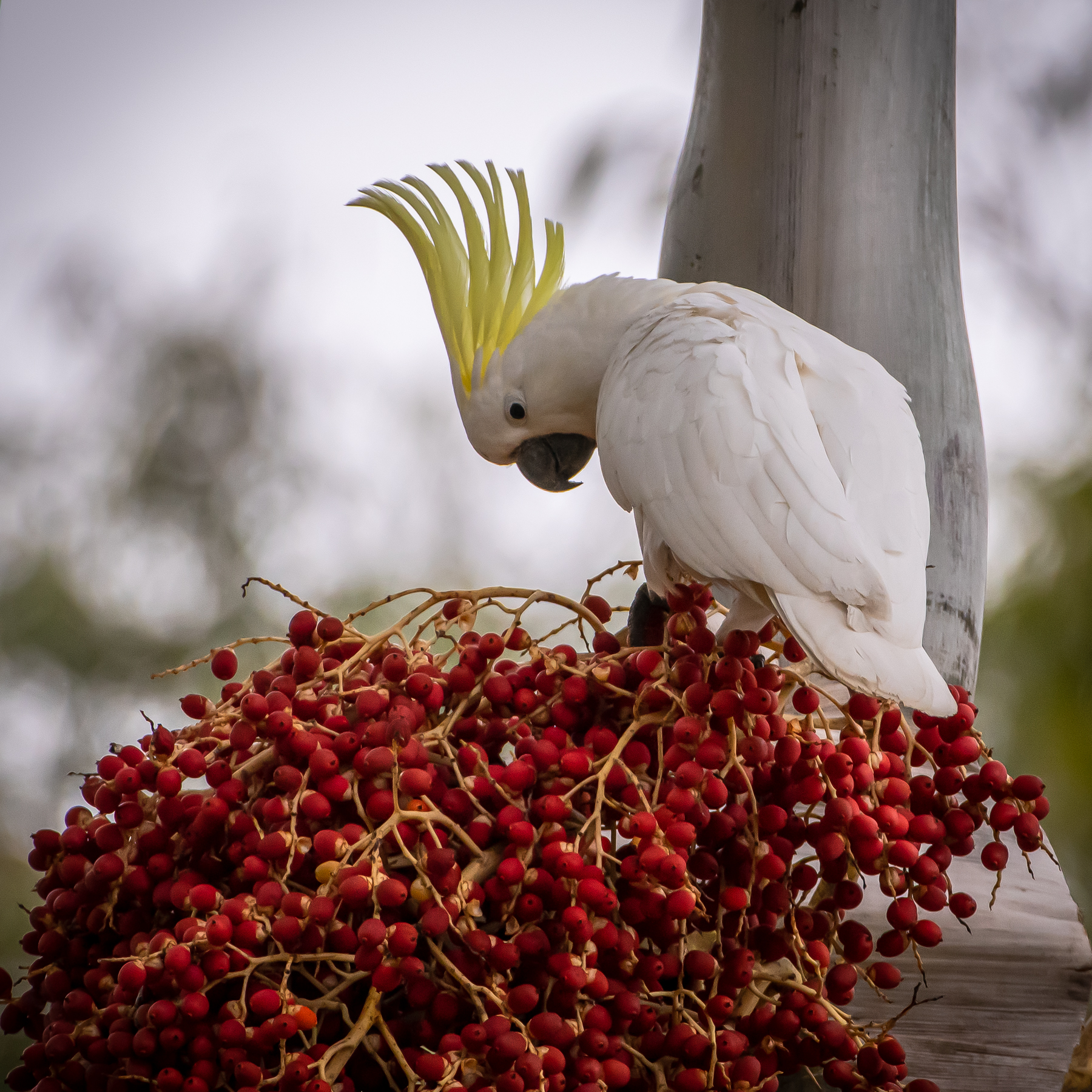 Sulphur-crested Cockatoo (Image ID 47017)