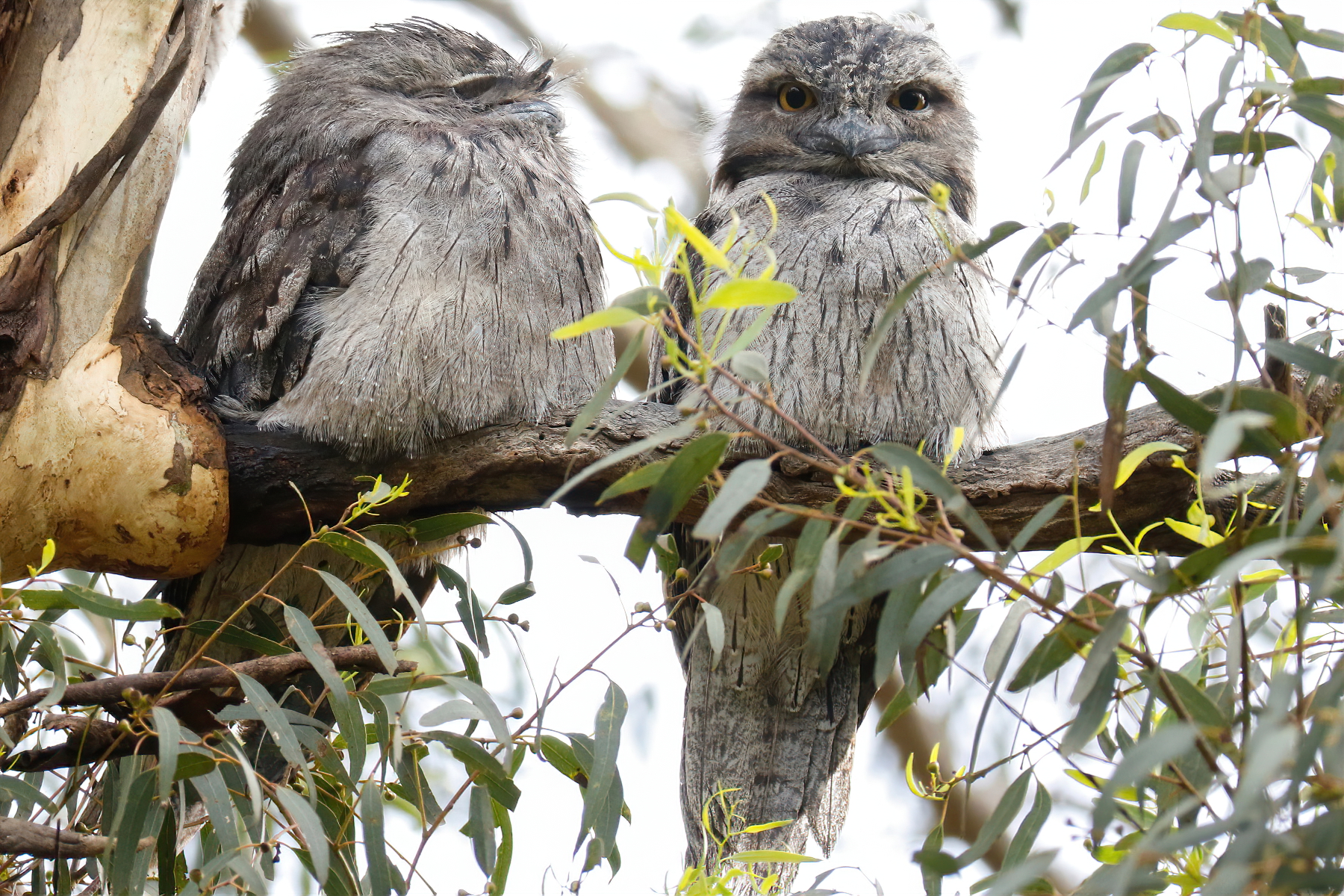 Tawny Frogmouth (Image ID 47348)