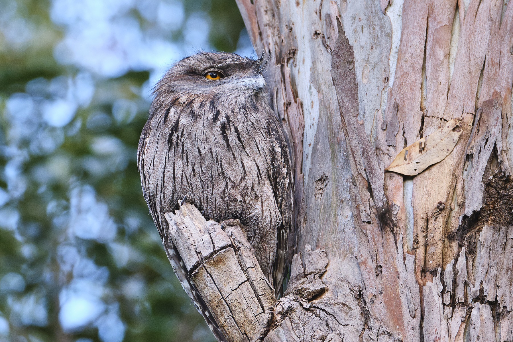 Tawny Frogmouth (Image ID 47197)