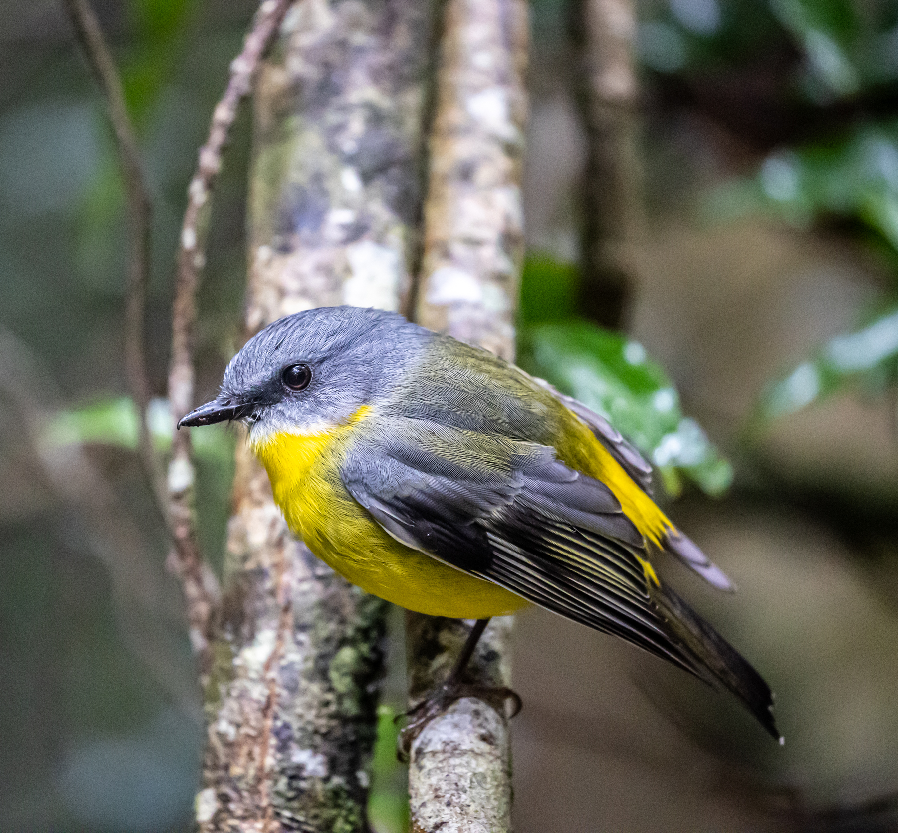 Eastern Yellow Robin (Image ID 47181)