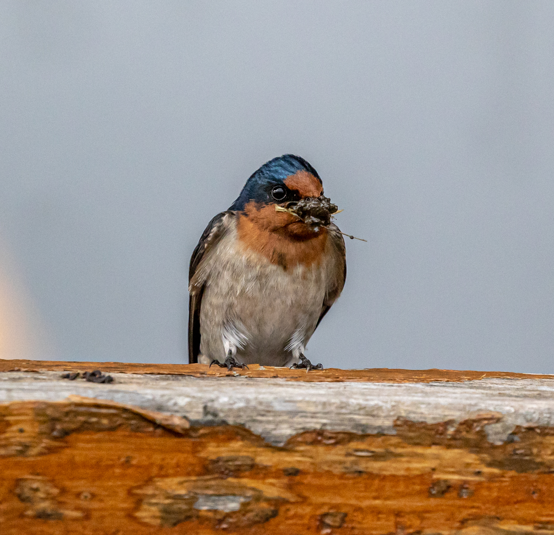 Welcome Swallow (Image ID 47183)