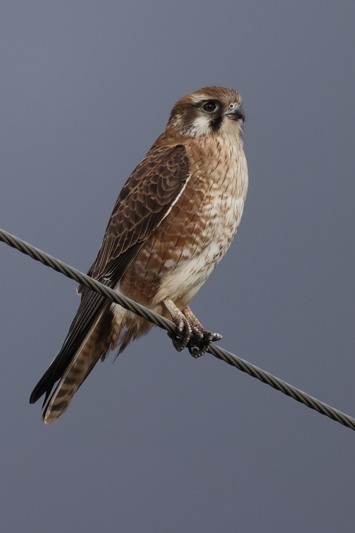 Brown Falcon (Image ID 47221)