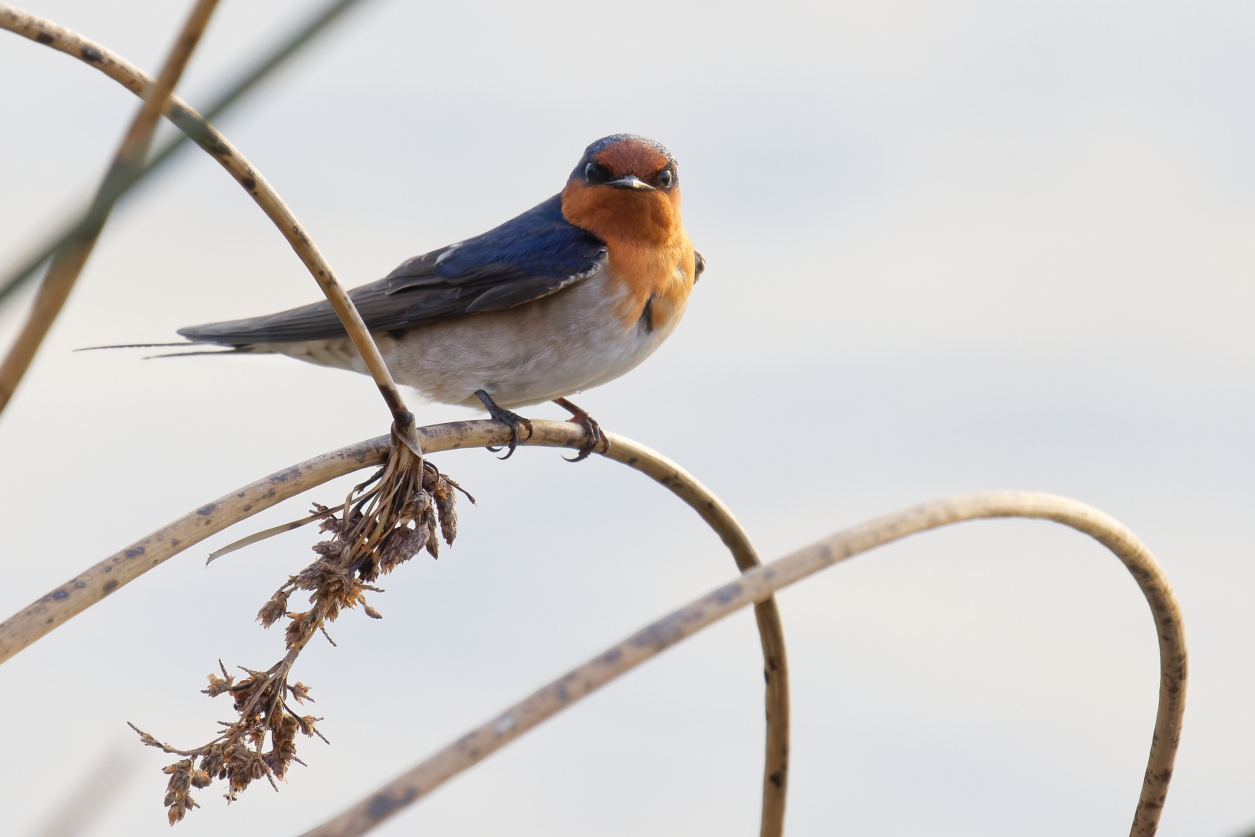 Welcome Swallow (Image ID 47156)