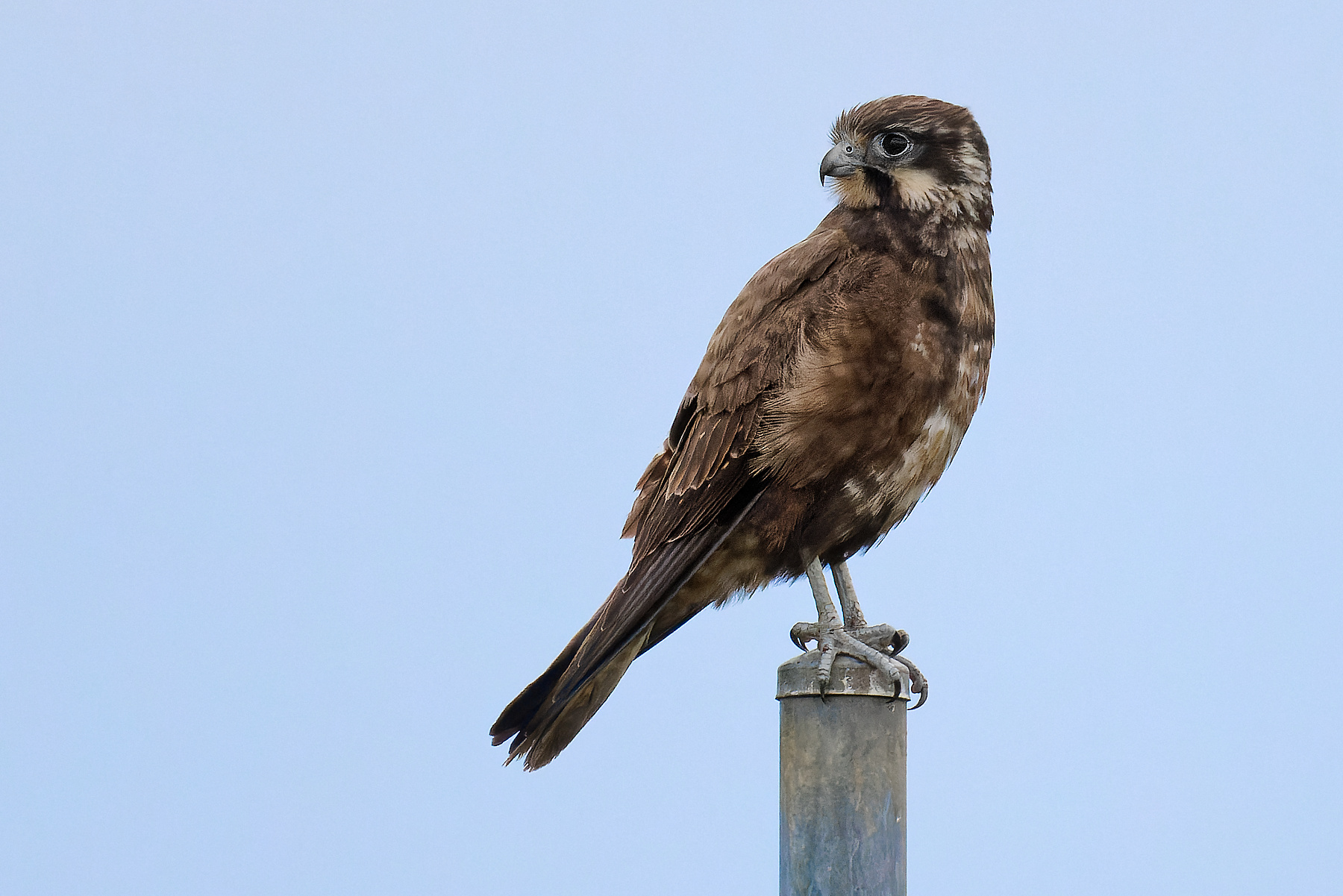 Brown Falcon (Image ID 47195)