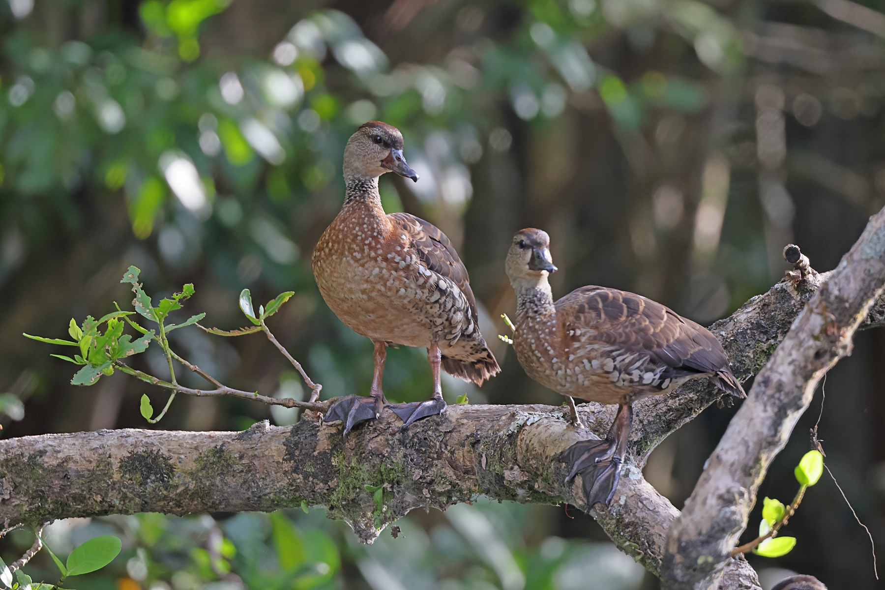 Spotted Whistling-Duck (Image ID 47818)