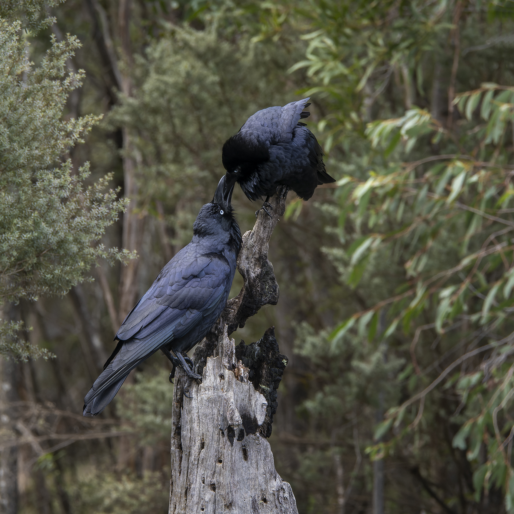 Australian Raven (Image ID 47718)