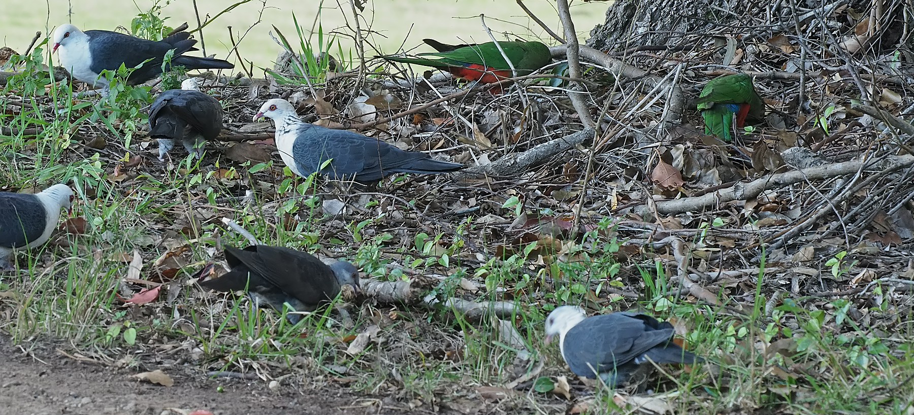 Australian King-Parrot, White-headed Pigeon (Image ID 47707)