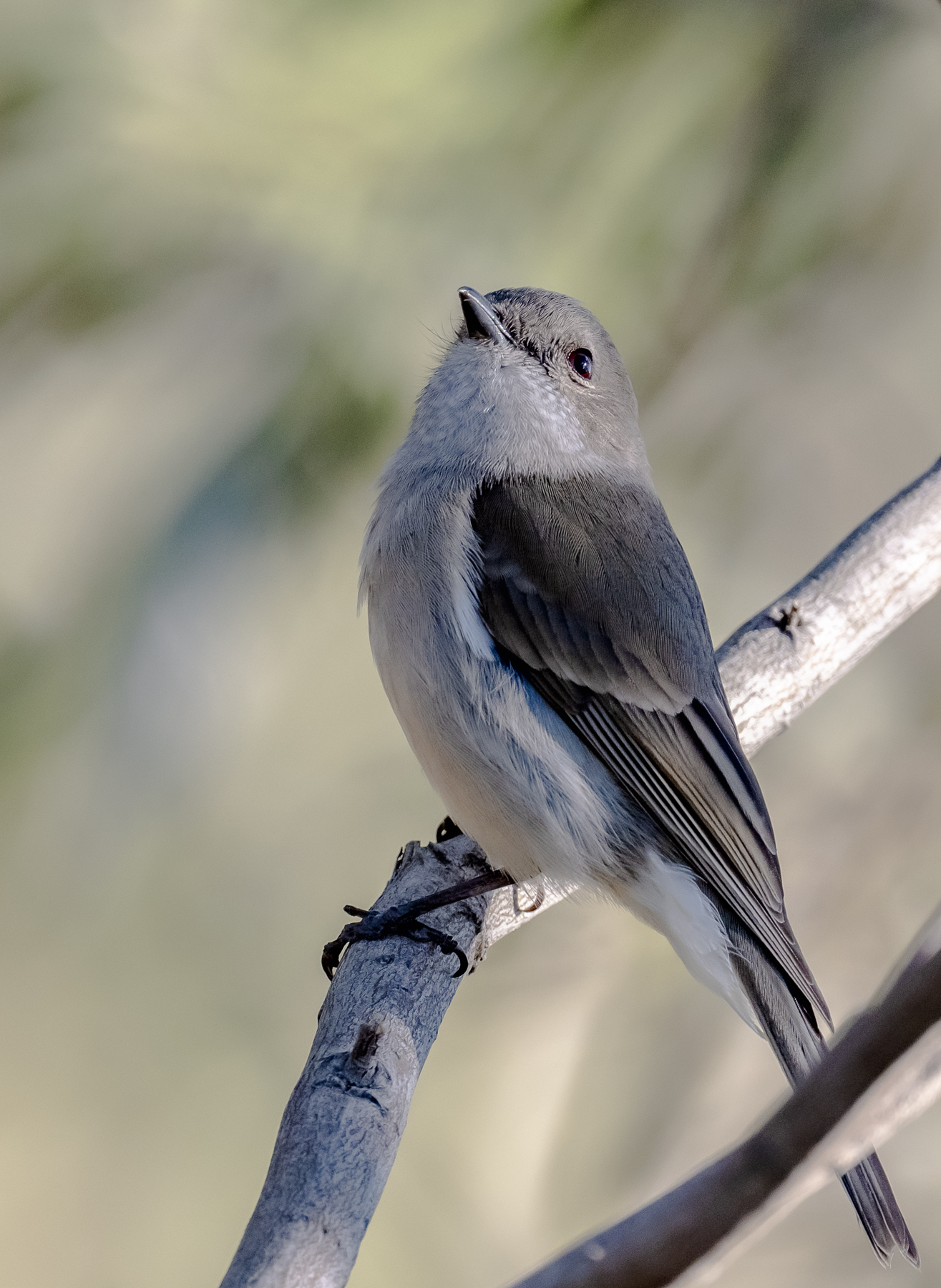 Grey Shrike-thrush (Image ID 47722)