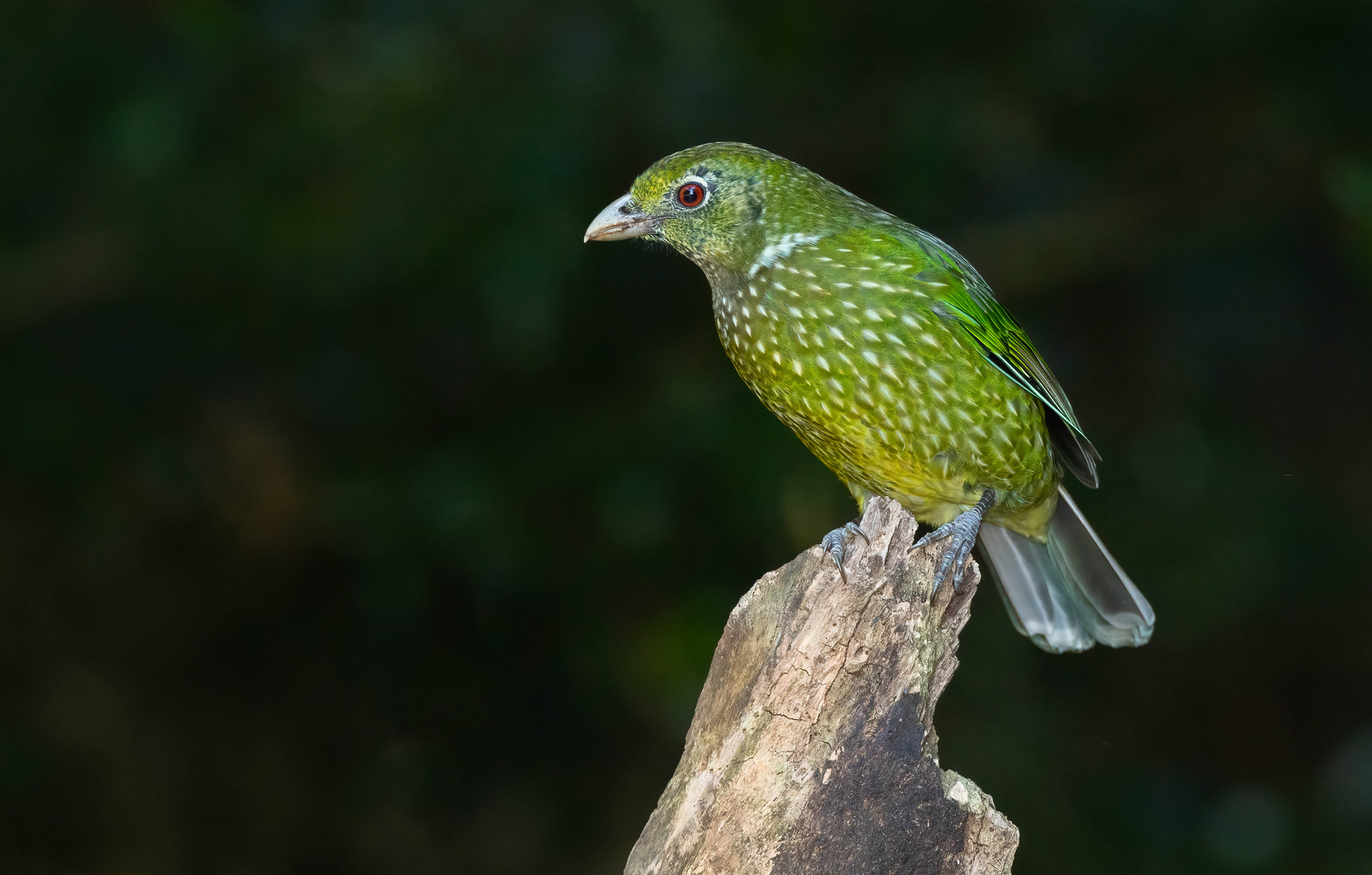Green Catbird (Image ID 47487)