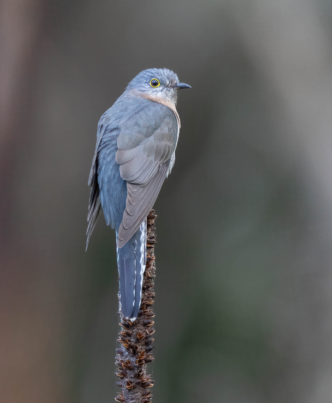 Fan-tailed Cuckoo (Image ID 47430)