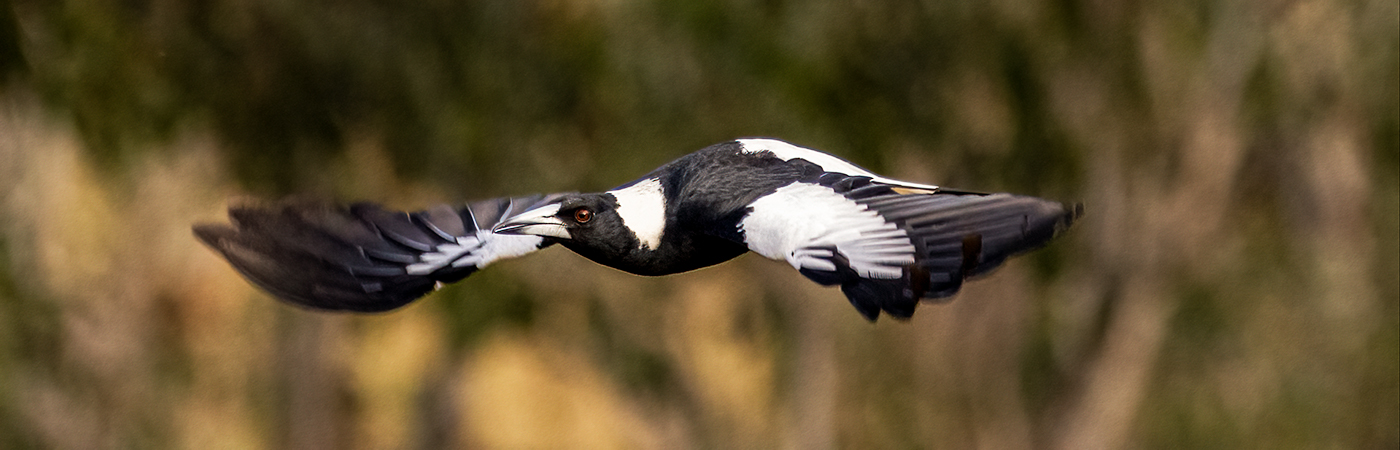 Australian Magpie (Image ID 47646)