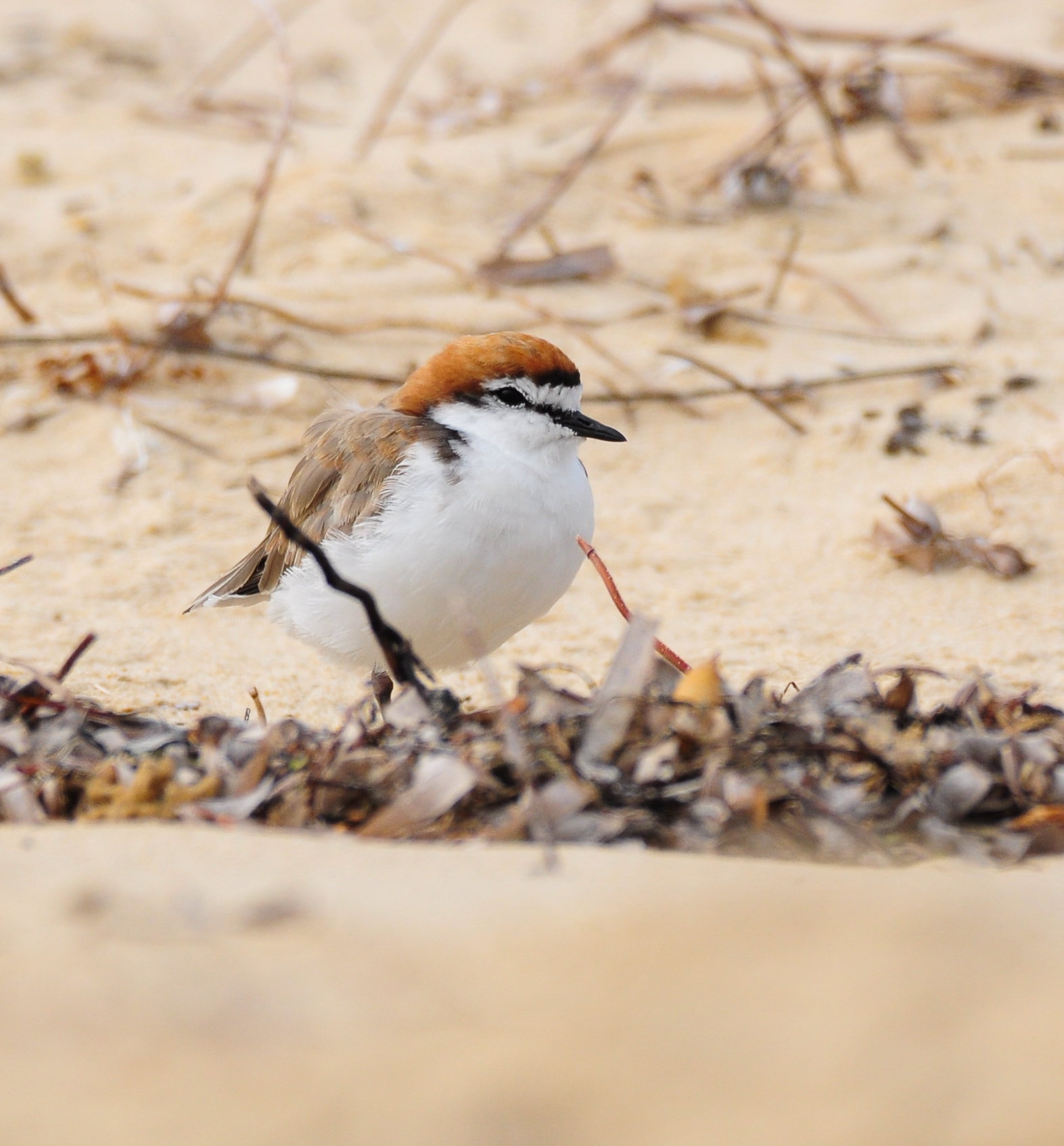 Red-capped Plover (Image ID 47785)
