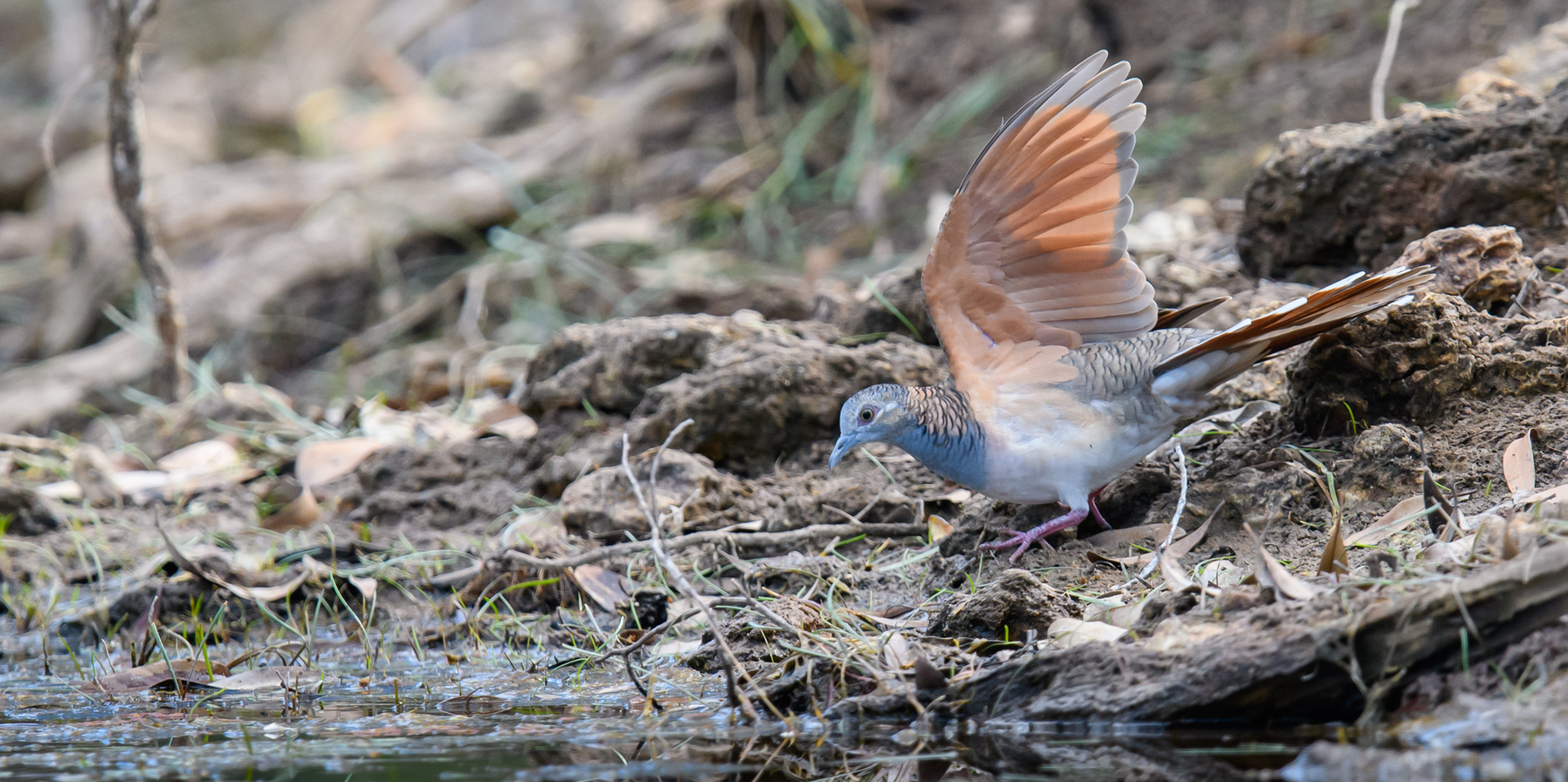 Bar-shouldered Dove (Image ID 48040)