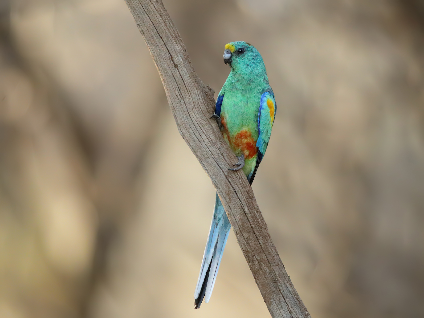 Mulga Parrot (Image ID 48101)