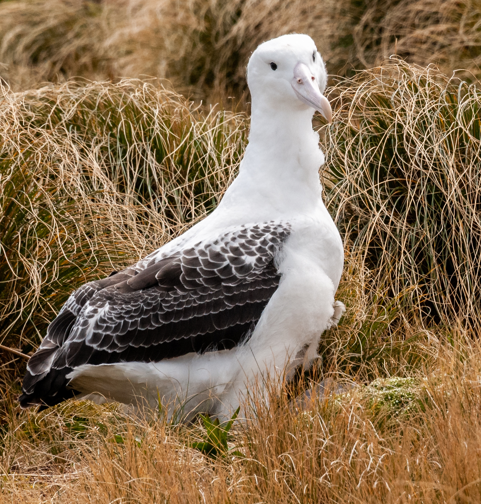 Southern Royal Albatross (Image ID 48175)