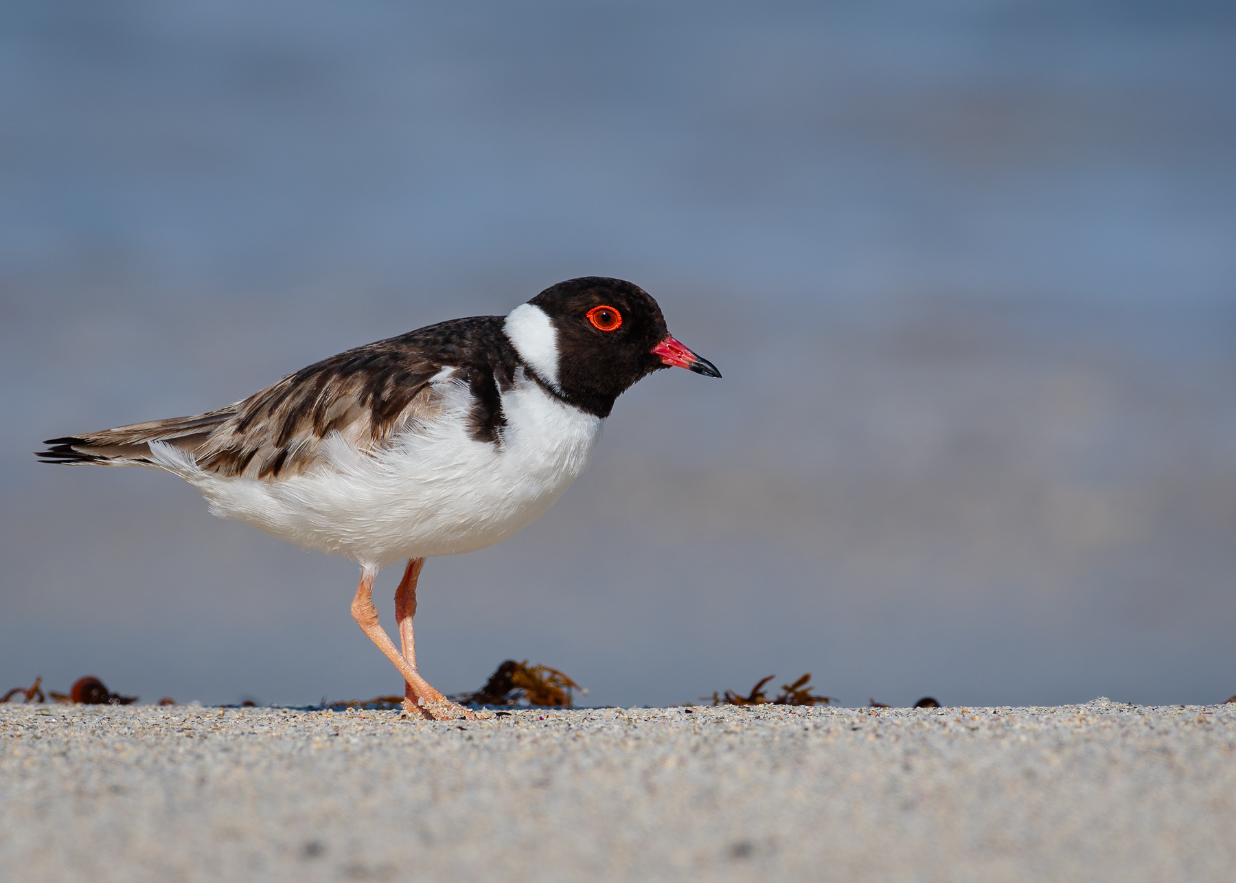 Hooded Plover (Image ID 47918)