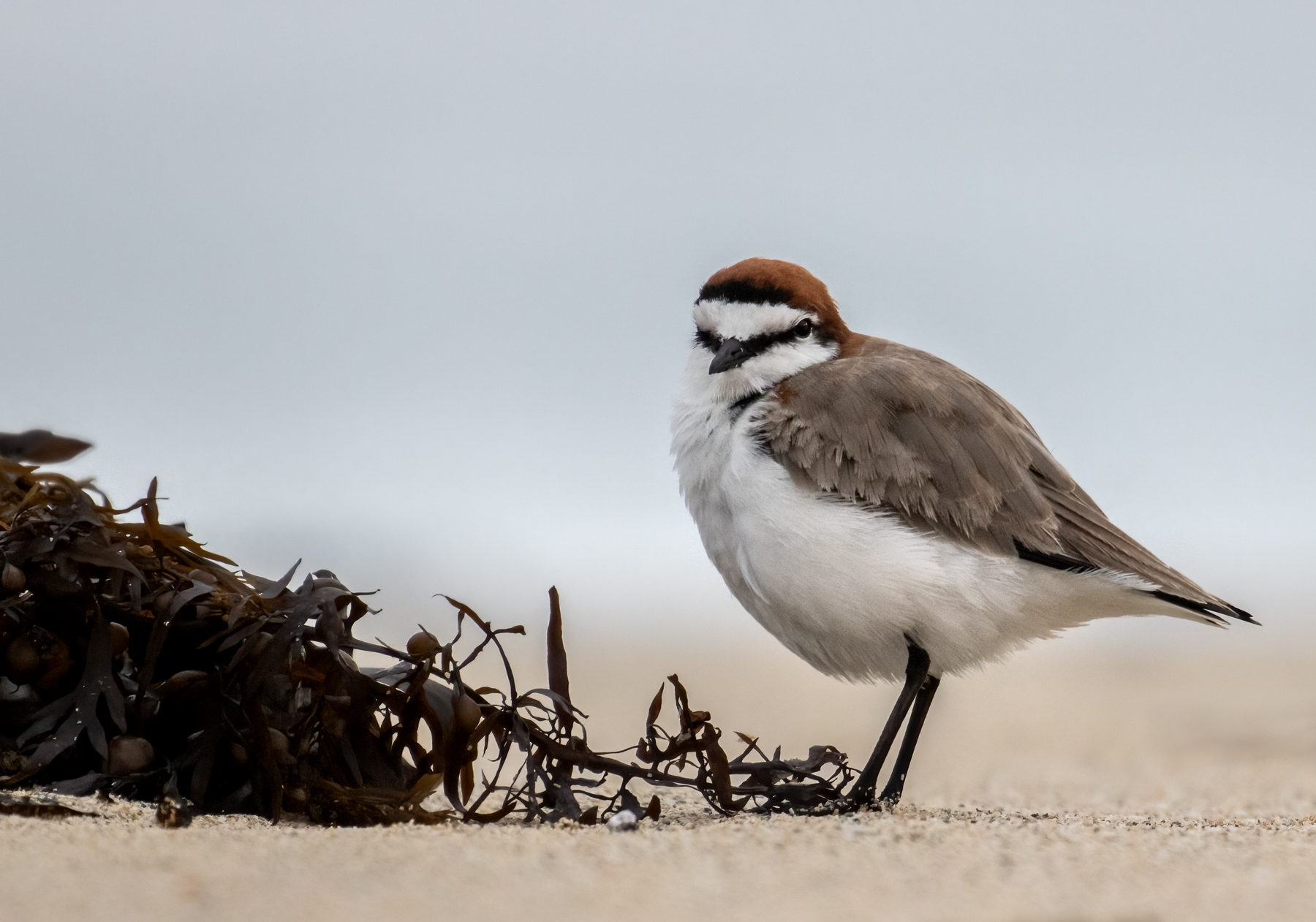 Red-capped Plover (Image ID 48134)