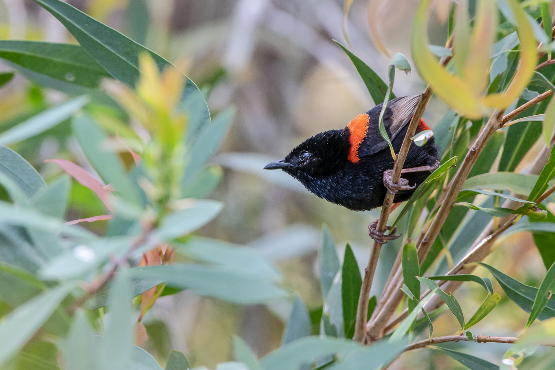 Red-backed Fairy-wren (Image ID 47871)