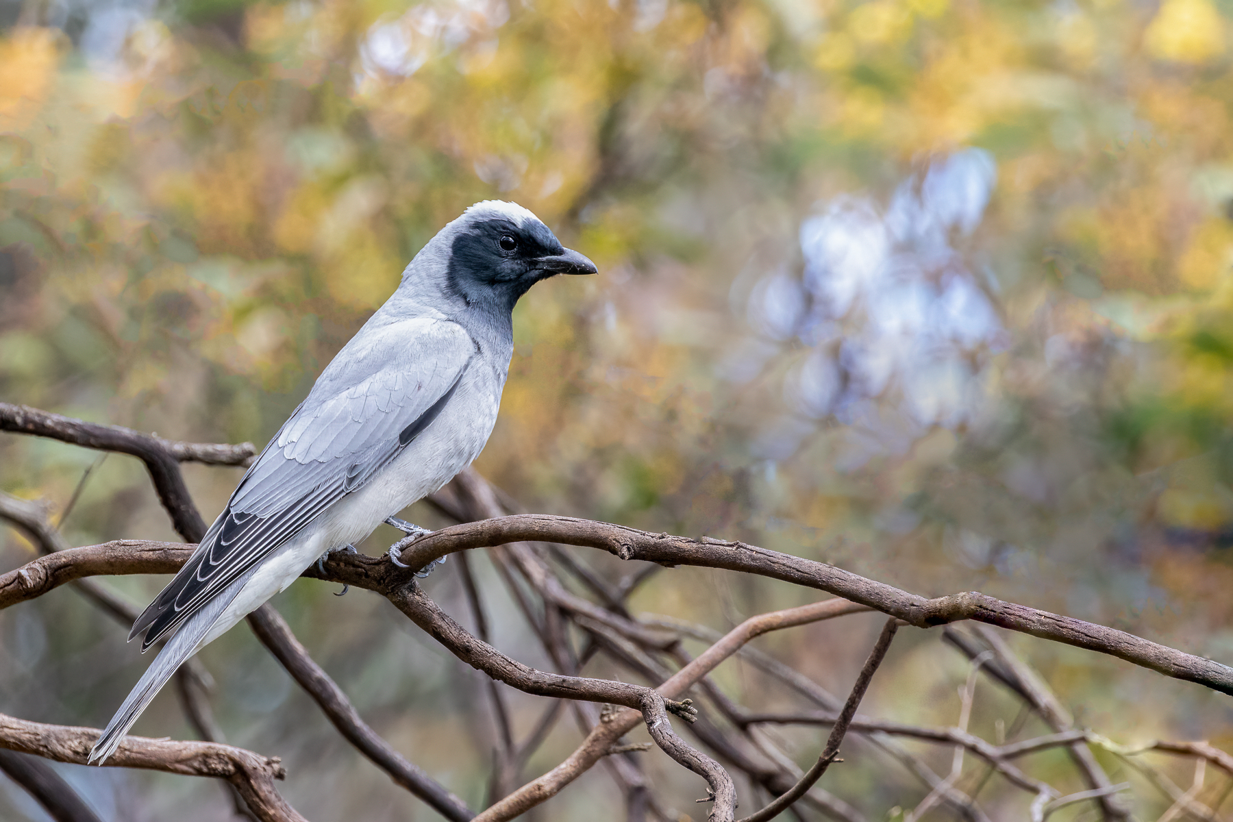 Black-faced Cuckoo-shrike (Image ID 48240)