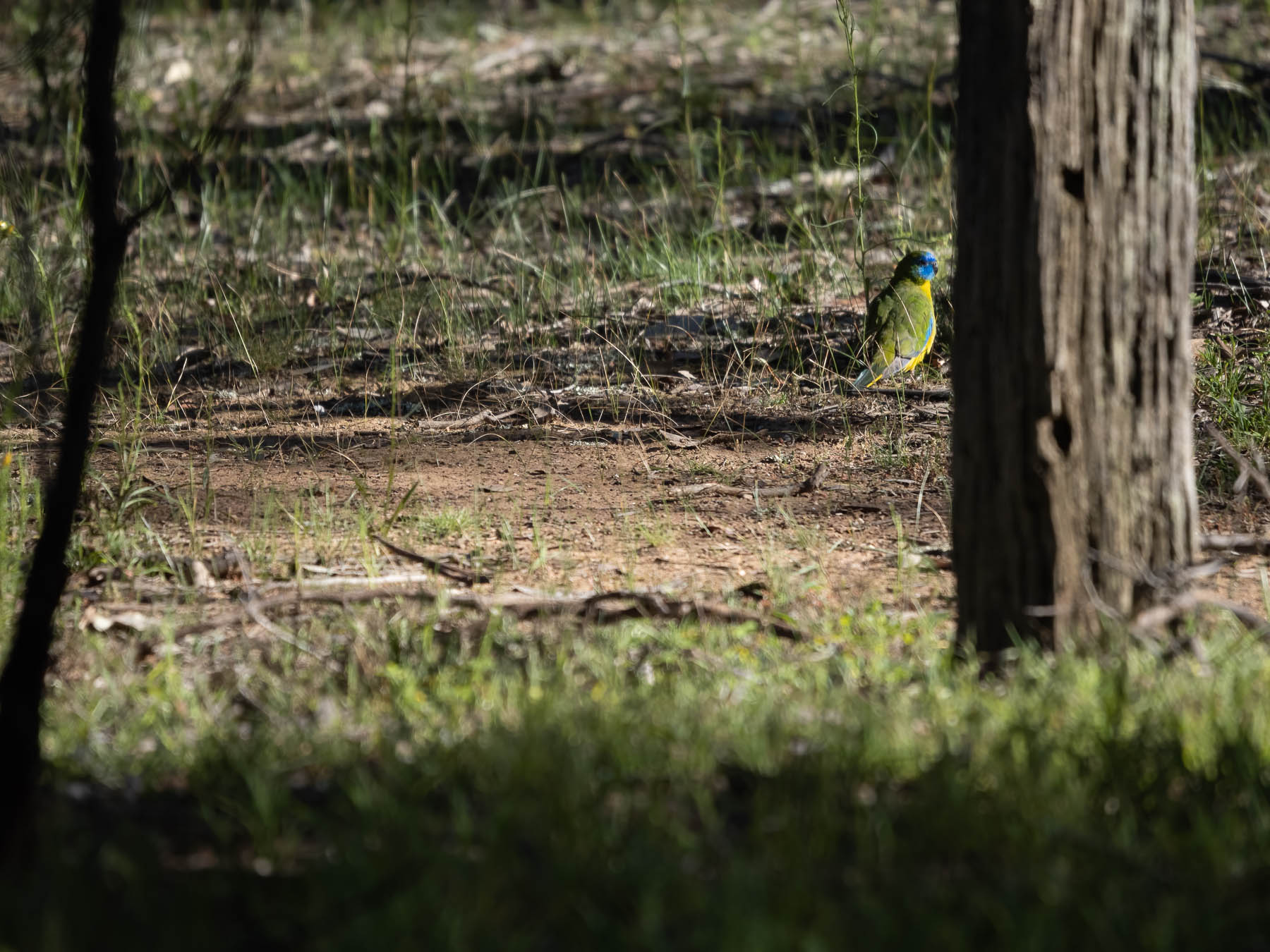 Turquoise Parrot (Image ID 48594)