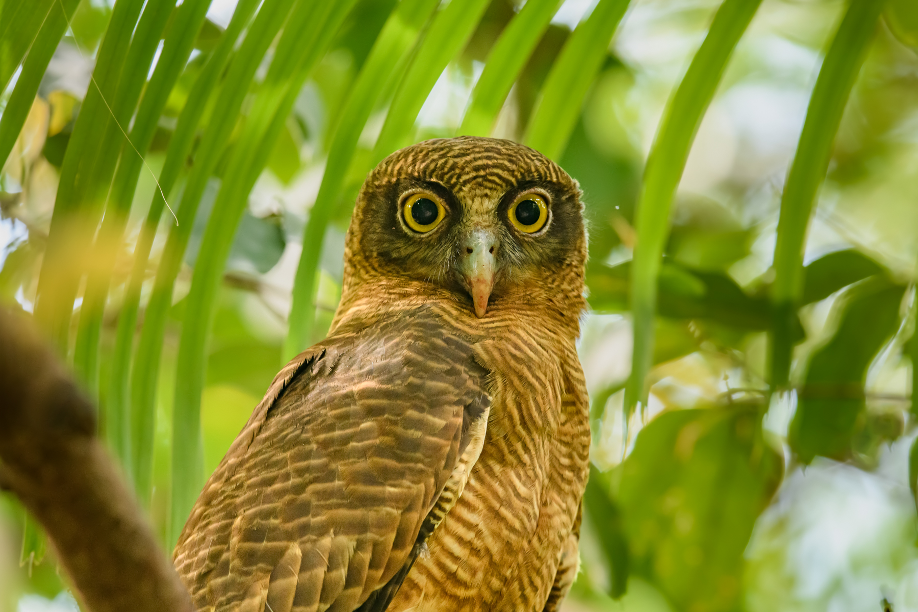 Rufous Owl (Image ID 48365)