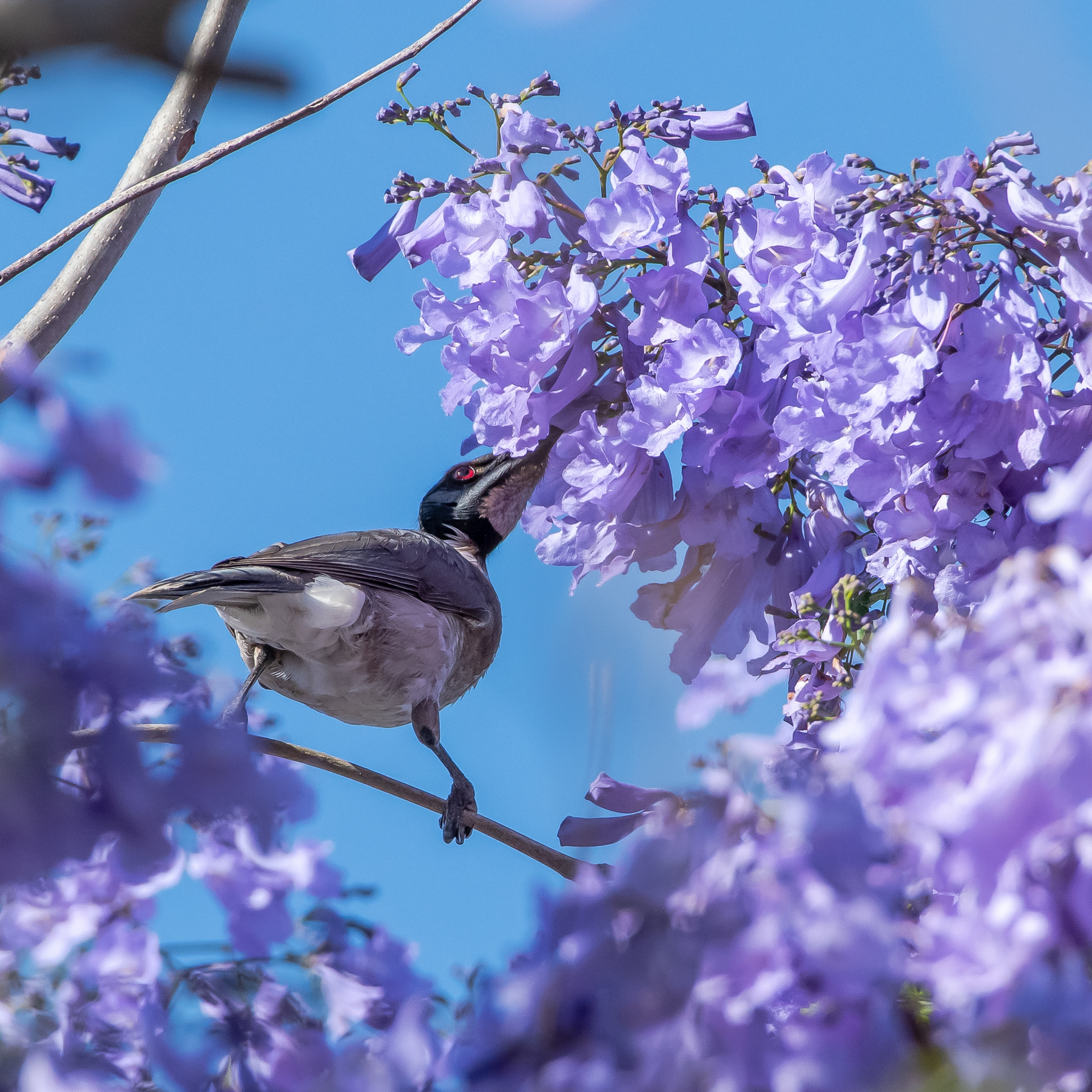 Noisy Friarbird (Image ID 48654)