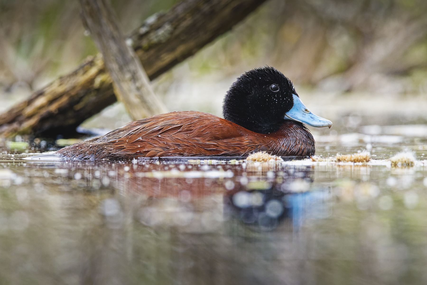 Blue-billed Duck (Image ID 48840)