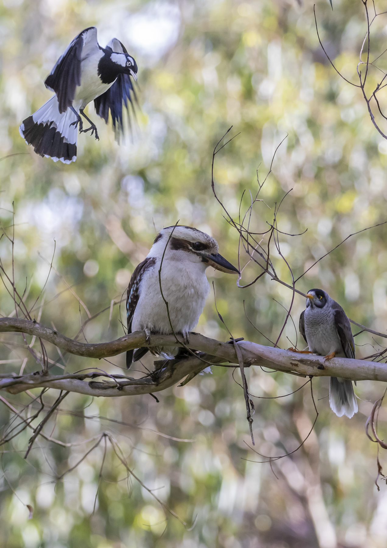 Laughing Kookaburra, Magpie-lark, Noisy Miner (Image ID 49097)