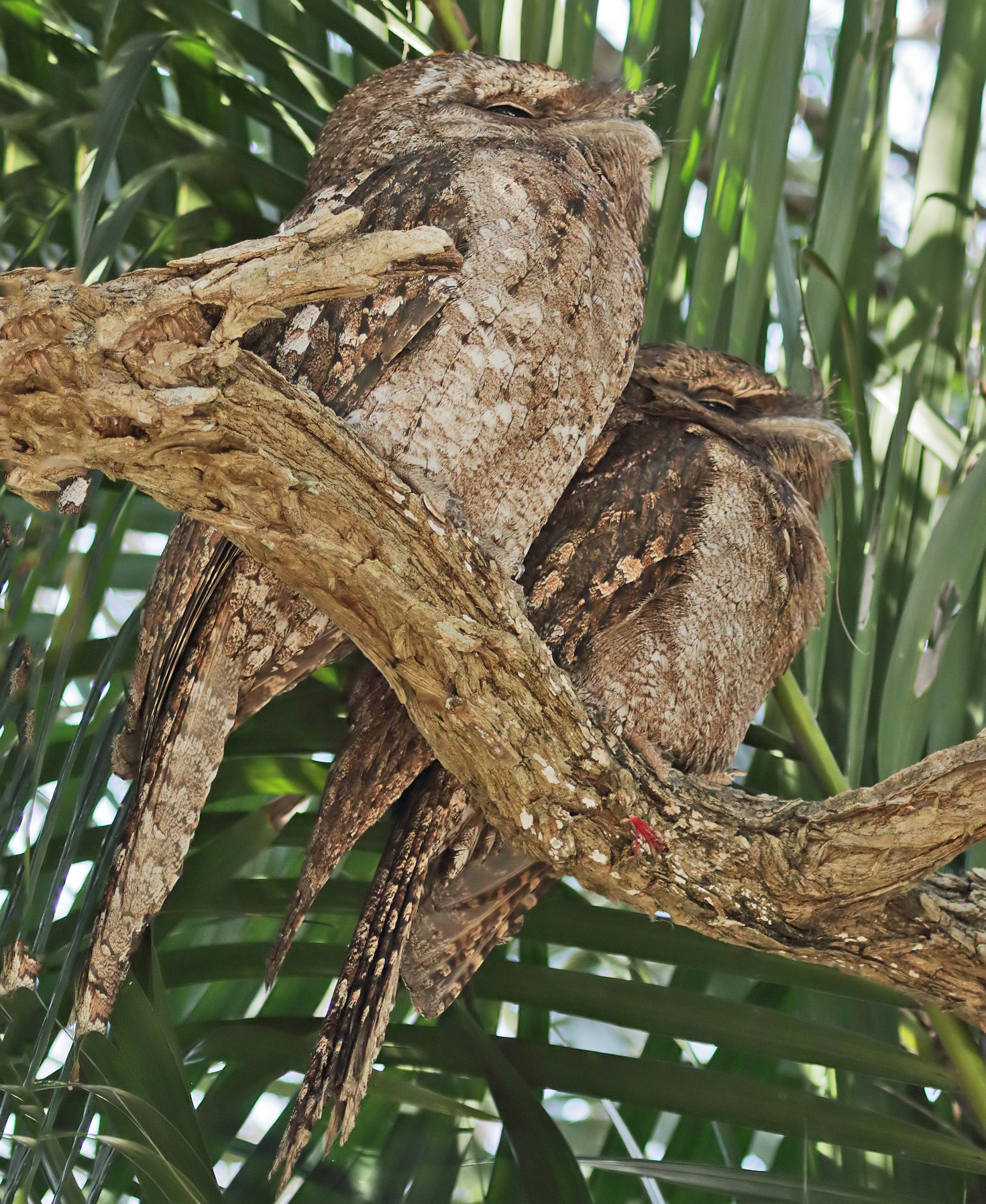 Papuan Frogmouth (Image ID 49013)