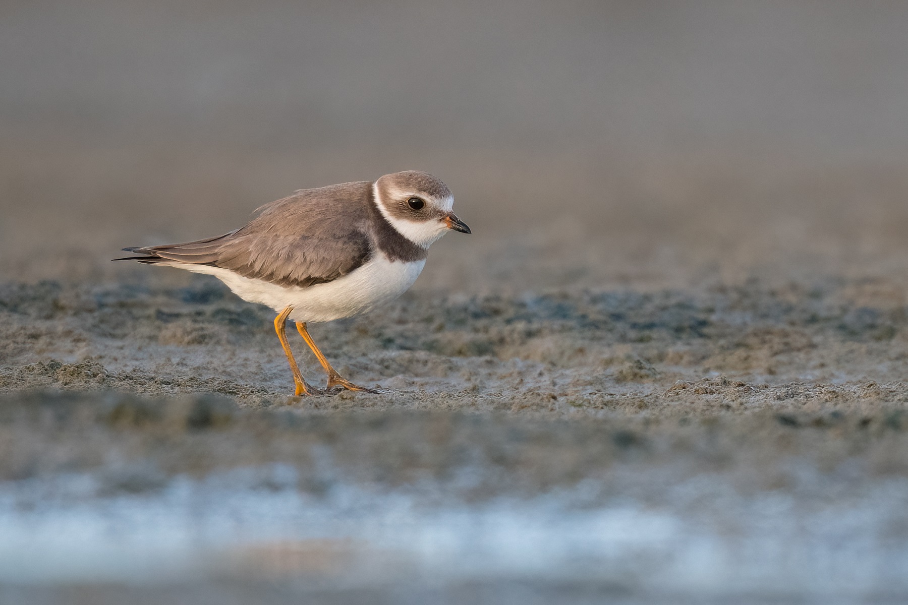 Semipalmated Plover (V) (Image ID 48969)