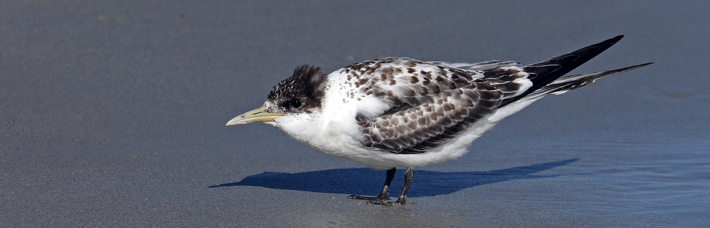 Greater Crested Tern (Image ID 49454)