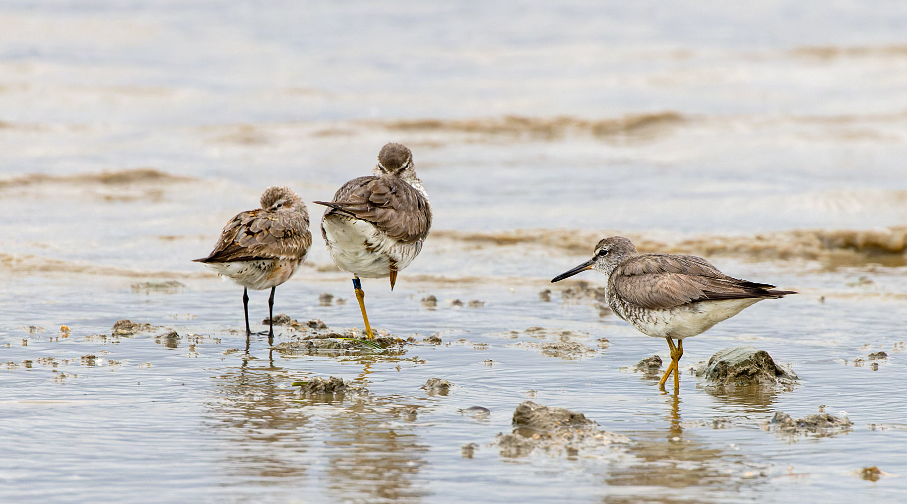 Grey-tailed Tattler, Red Knot (Image ID 49575)