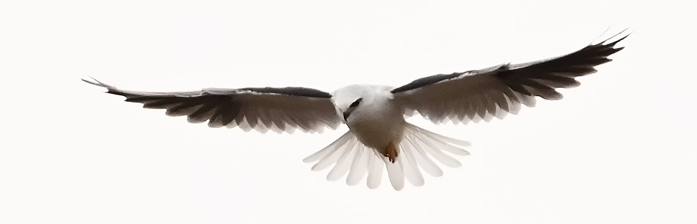 Black-shouldered Kite (Image ID 49938)