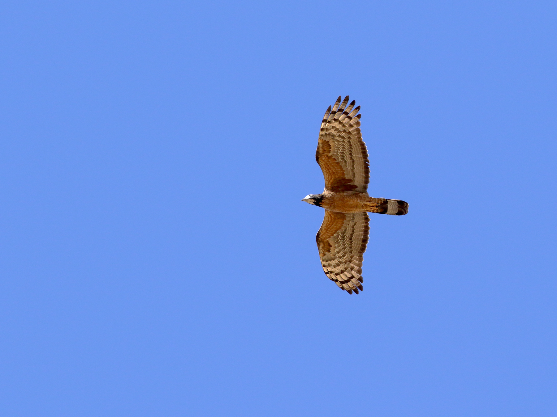 Oriental Honey-buzzard (V) (Image ID 50455)