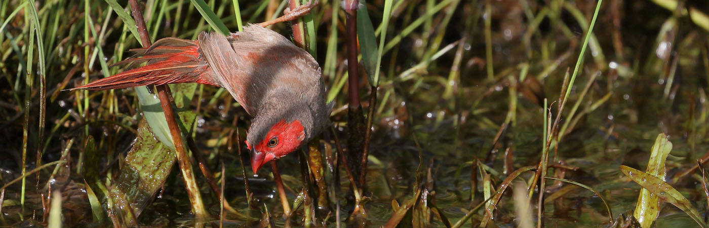 Black-bellied Crimson Finch (Image ID 50388)