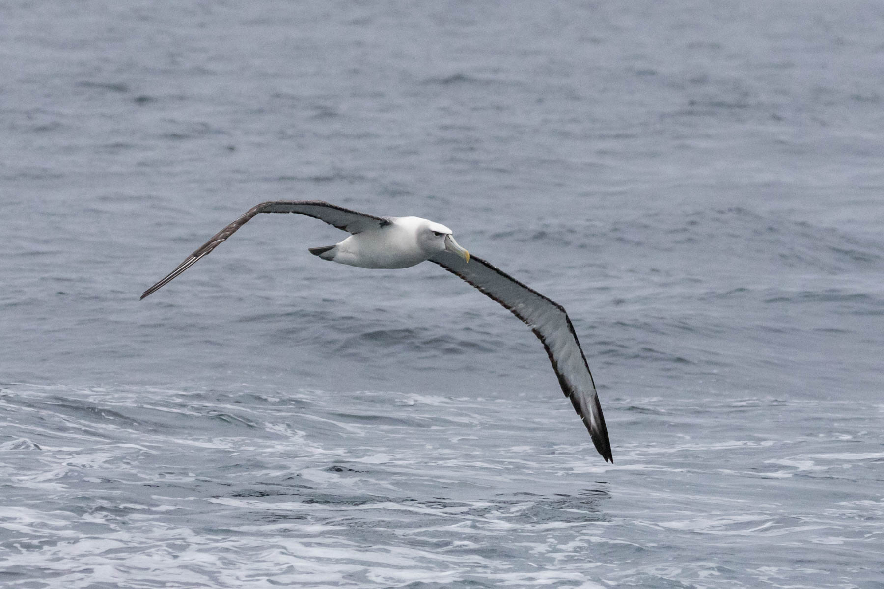White-capped Albatross (Image ID 51001)