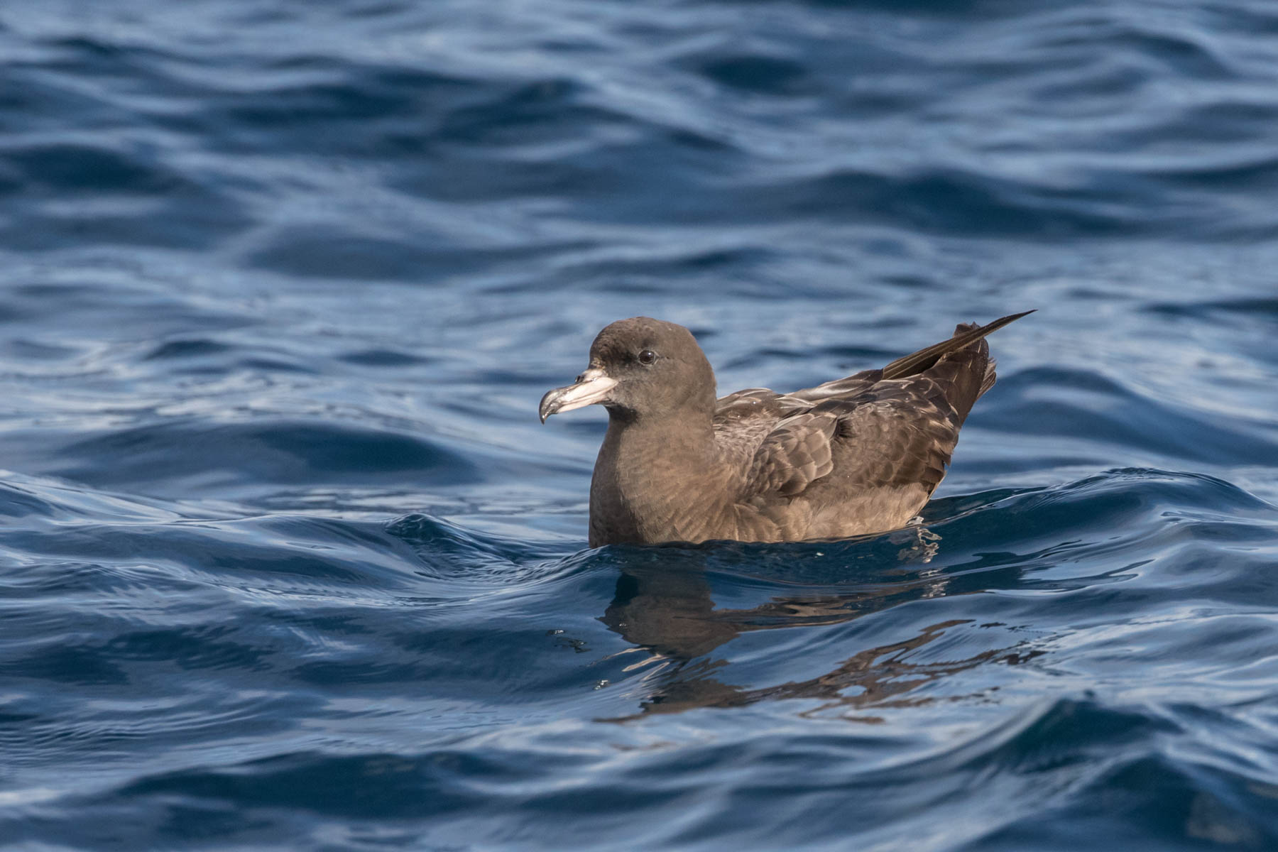 Flesh-footed Shearwater (Image ID 51022)
