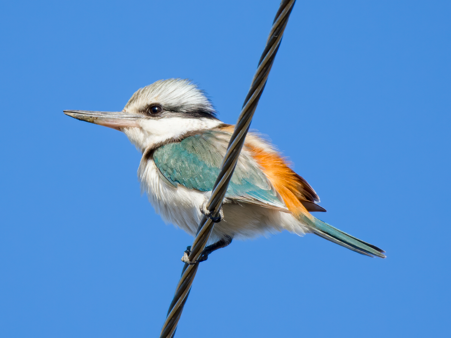 Red-backed Kingfisher (Image ID 50765)