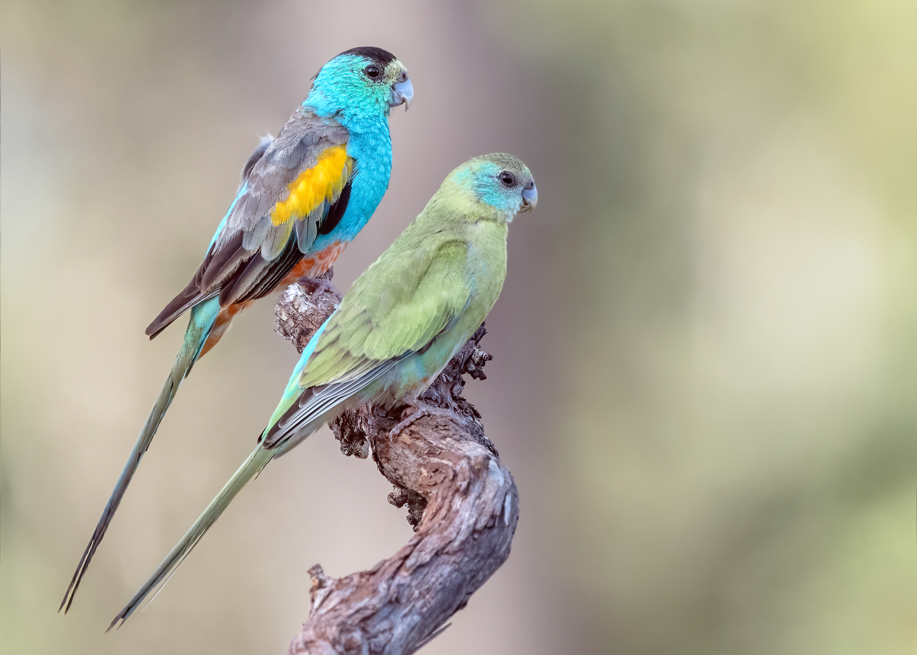 Golden-shouldered Parrot (Image ID 50641)