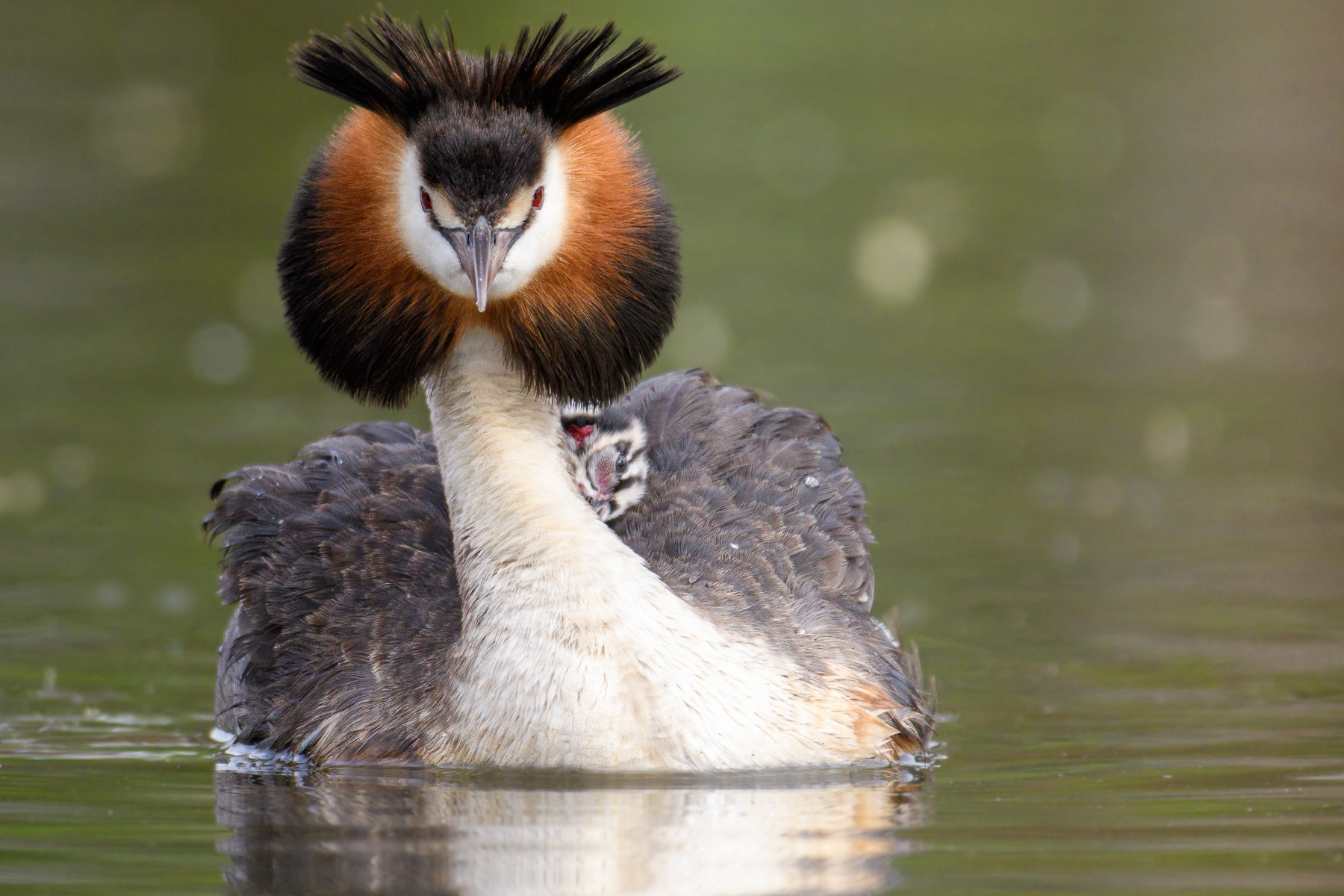 Great Crested Grebe (Image ID 50584)