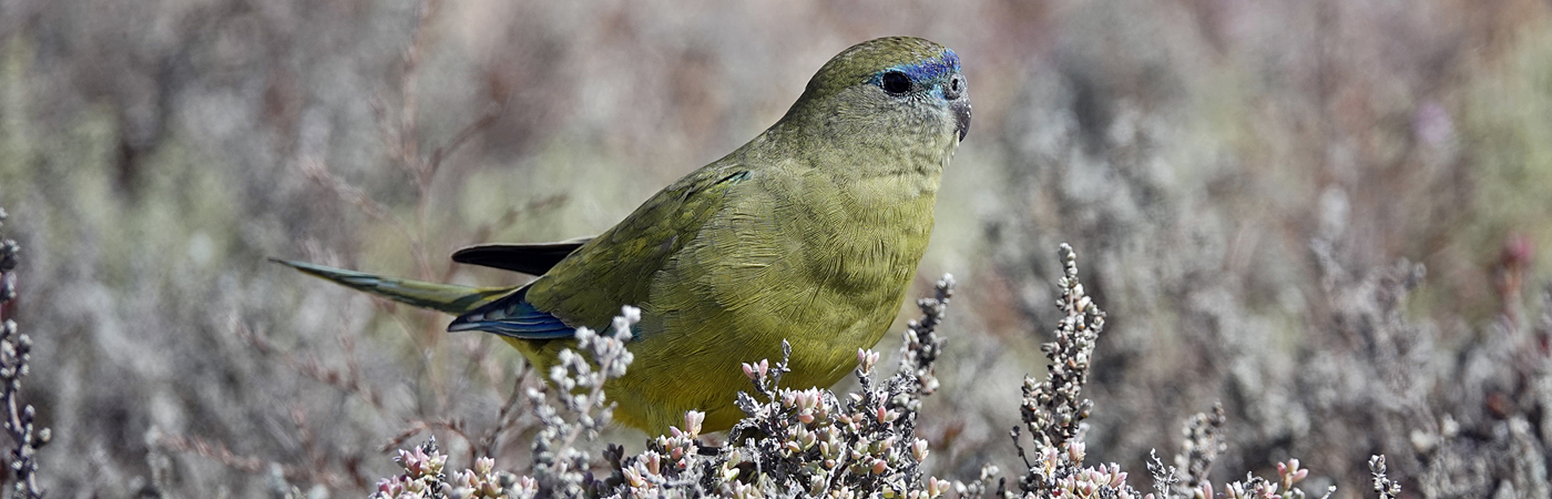 Rock Parrot (Image ID 51320)