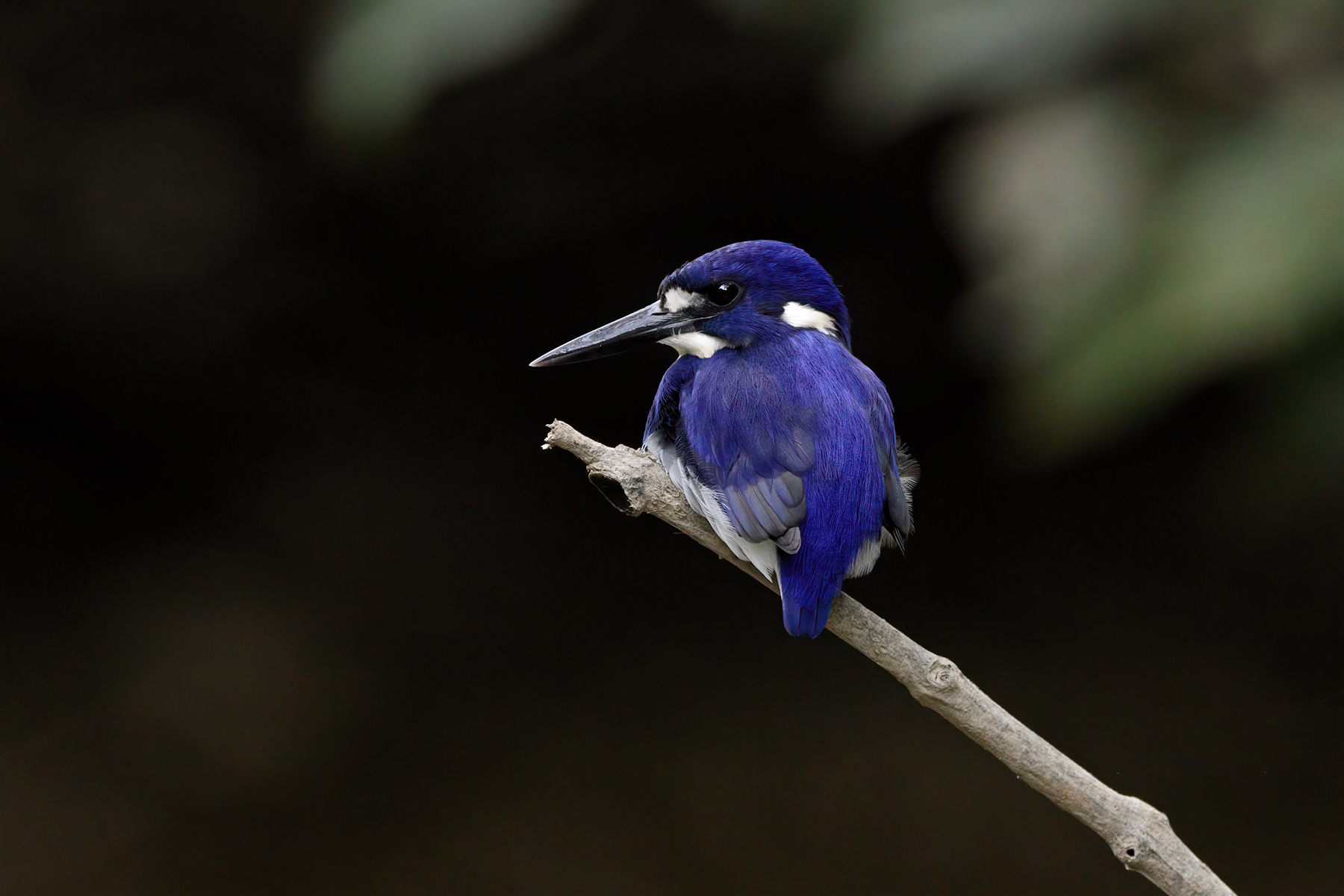 Little Kingfisher (Image ID 52489)