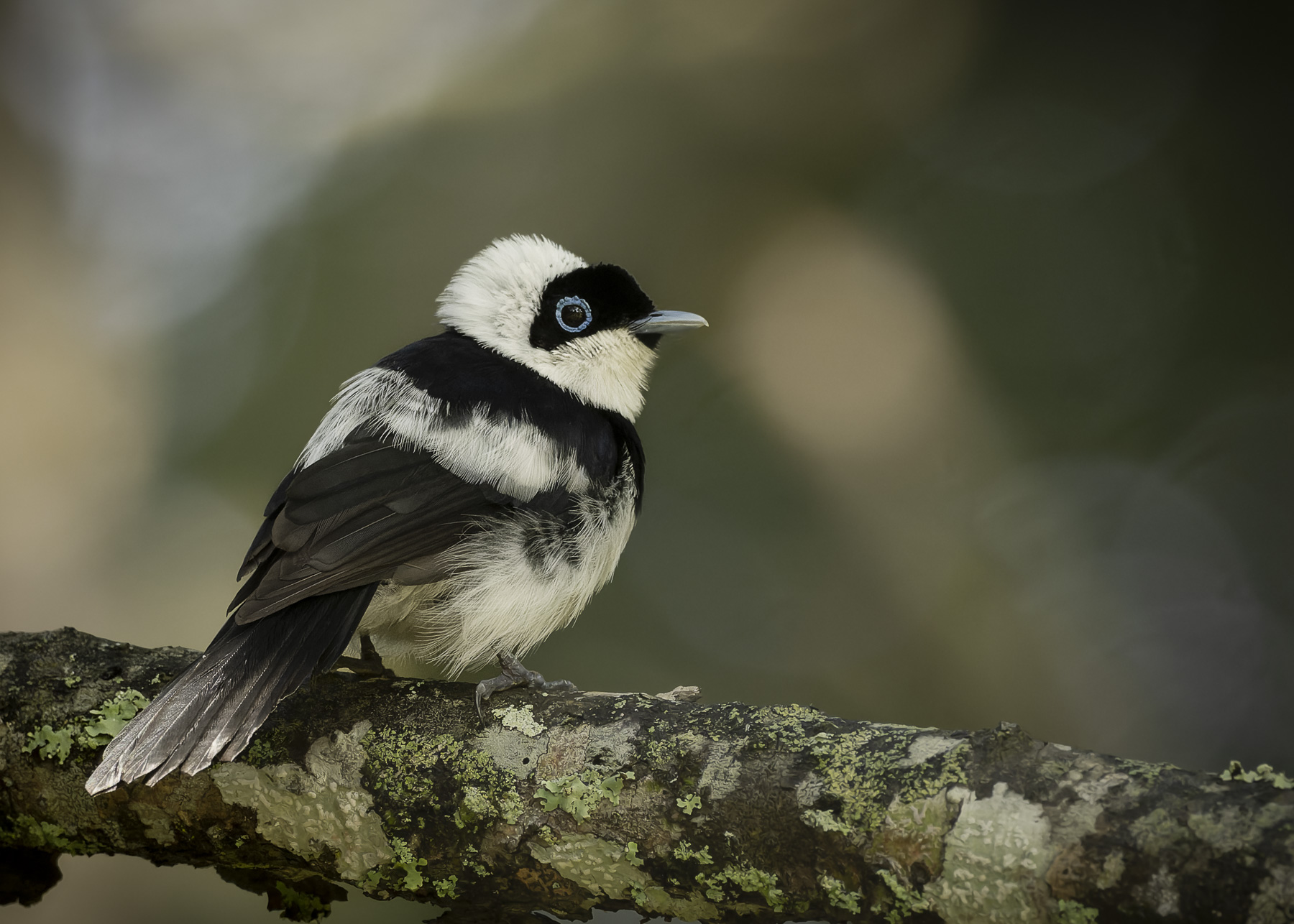 Pied Monarch (Image ID 52629)
