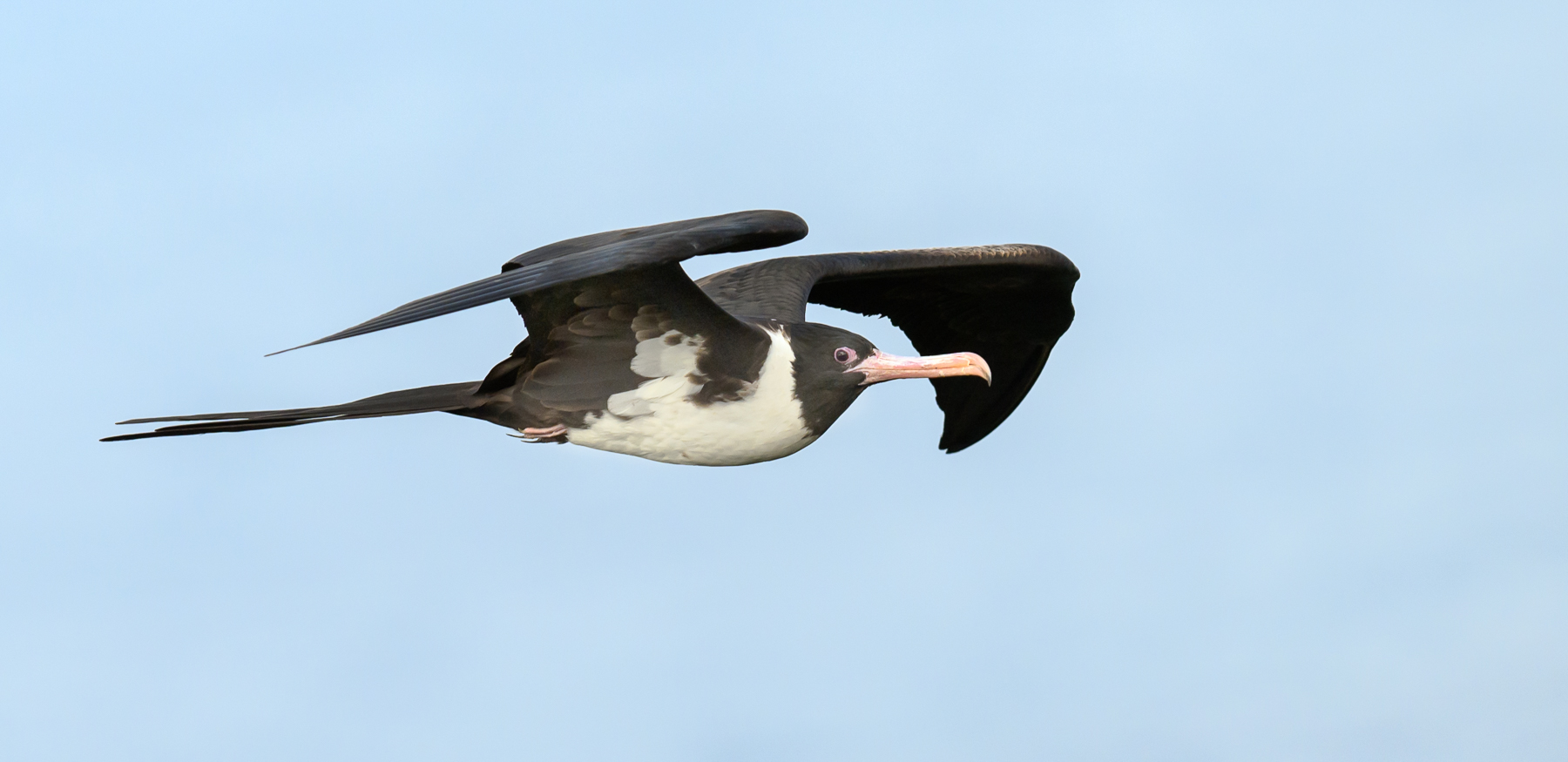 Christmas Island Frigatebird (Image ID 53203)