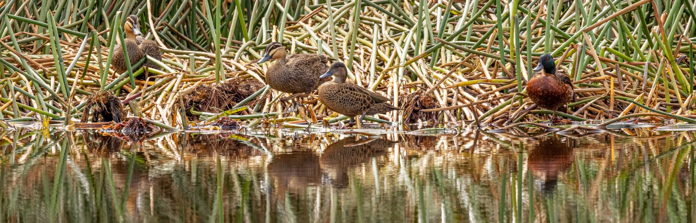 Chestnut Teal, Pacific Black Duck (Image ID 53156)