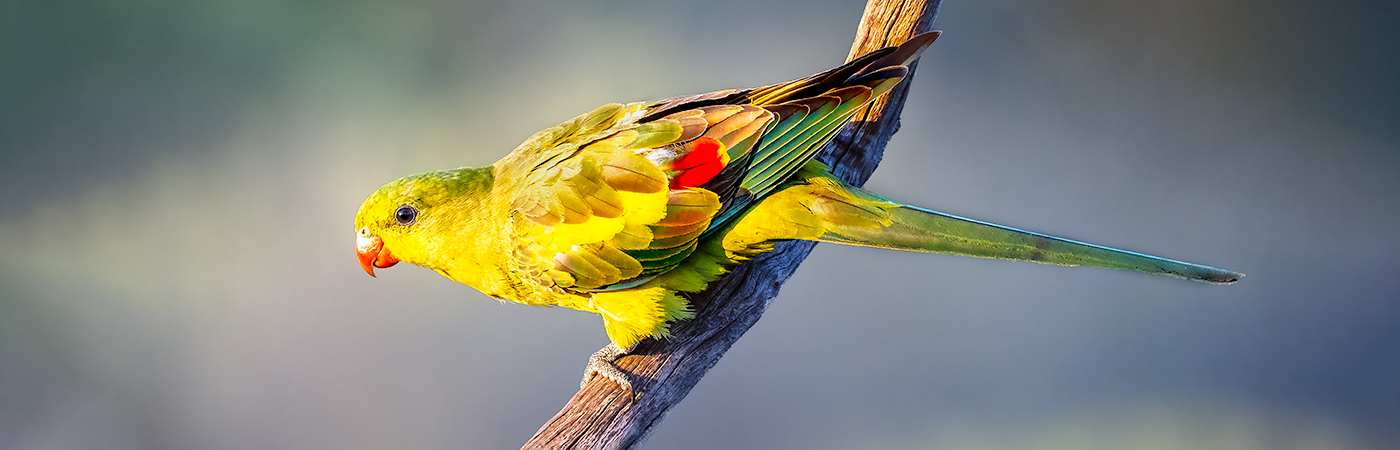 Regent Parrot (Image ID 53627)